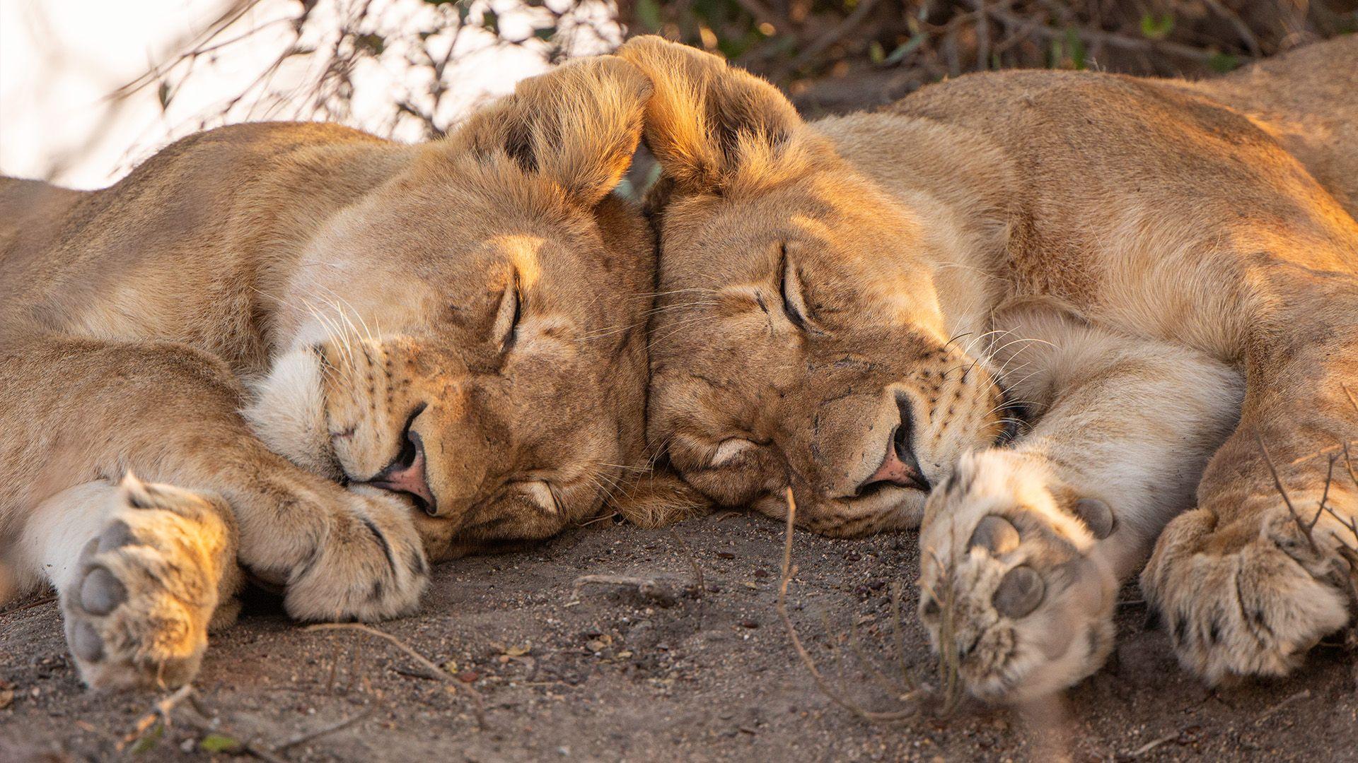 Two female lions asleep on a dry dirt ground. They are lying mirroring each other with the tops of their heads touching.