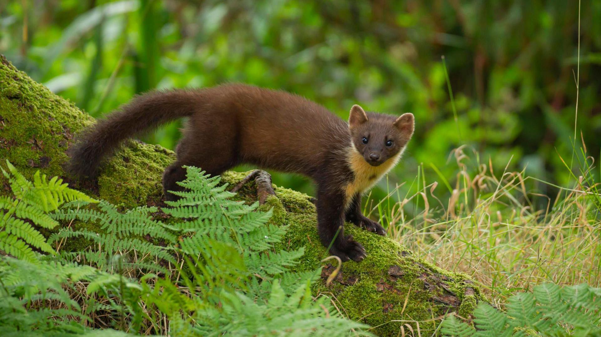  A small weasel like creature that has a long body and long bushy tail. It is light brown in colour with a cream neck and collar. 