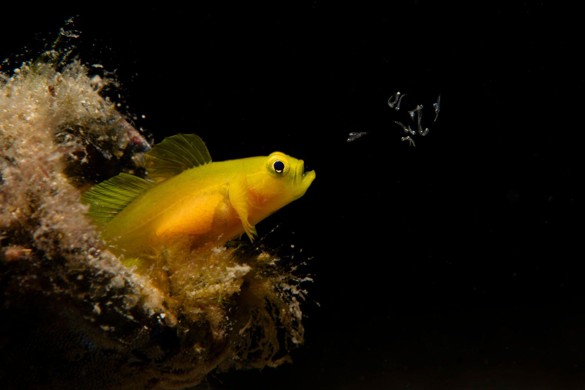 Gobiid fish releasing larvae. 
