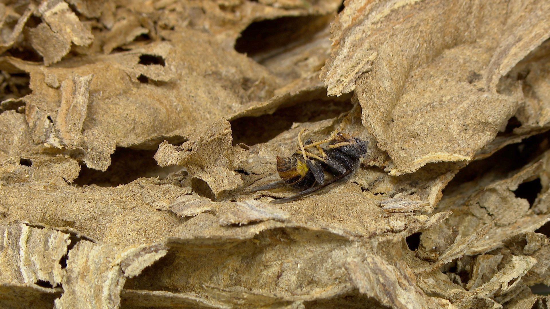 A close-up of part of the nest's exterior, which shows how it is built from layers of paper made from dead wood from trees' exteriors. A dead hornet lies upside down on the right-hand side.