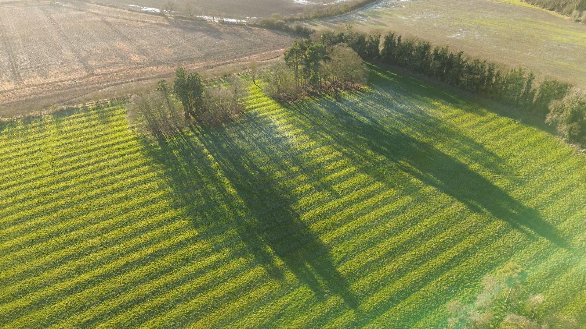 A drone photo showing the Victorian redwoods casting a long shadow over a furrowed field