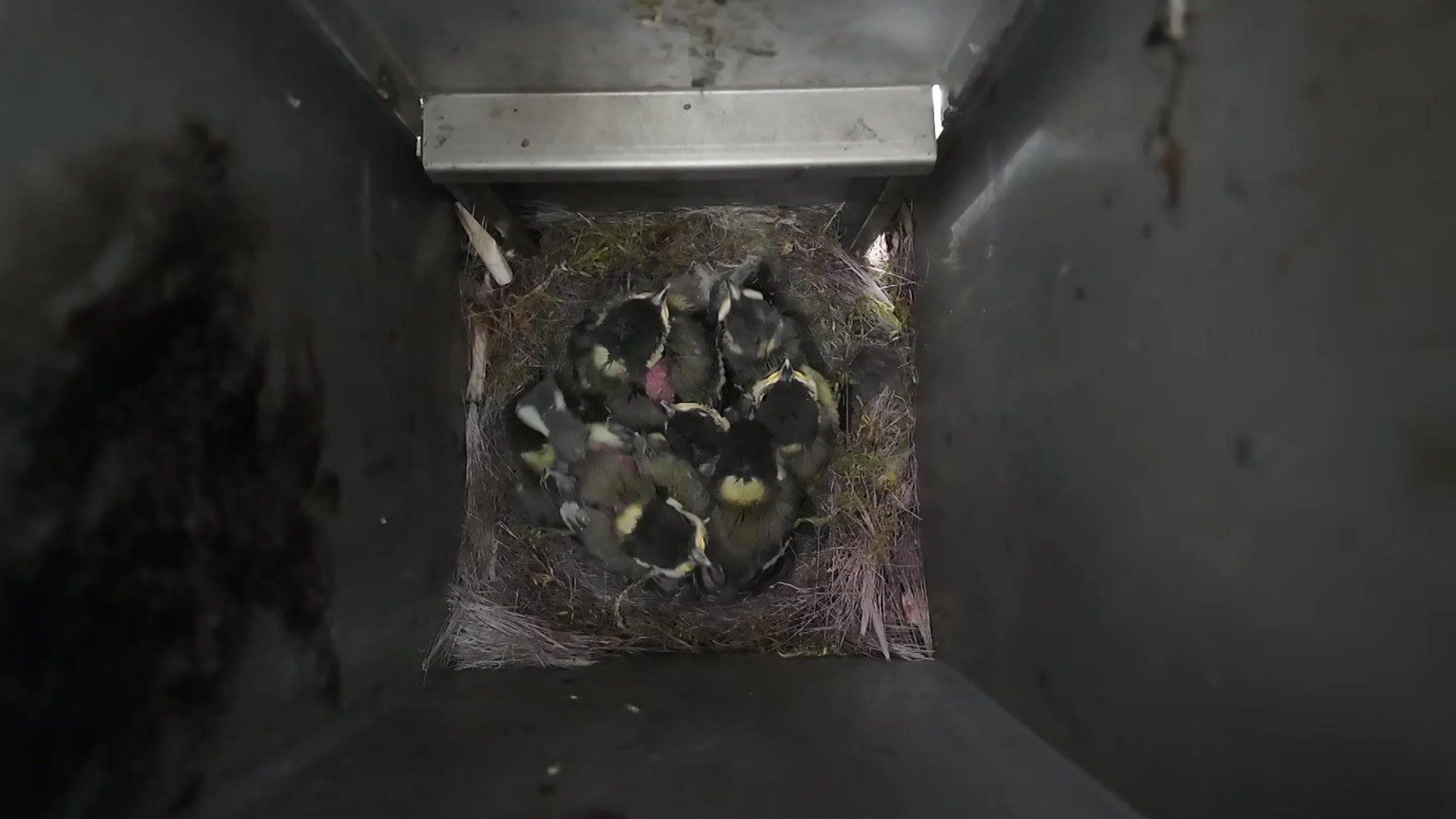 A view of the nest from a above. The bin contains about 10 great tits in their nest.