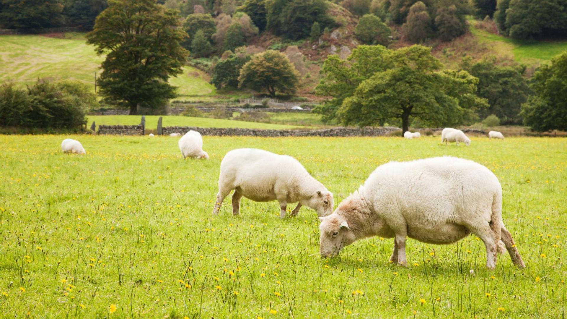 Sheep grazing in a field