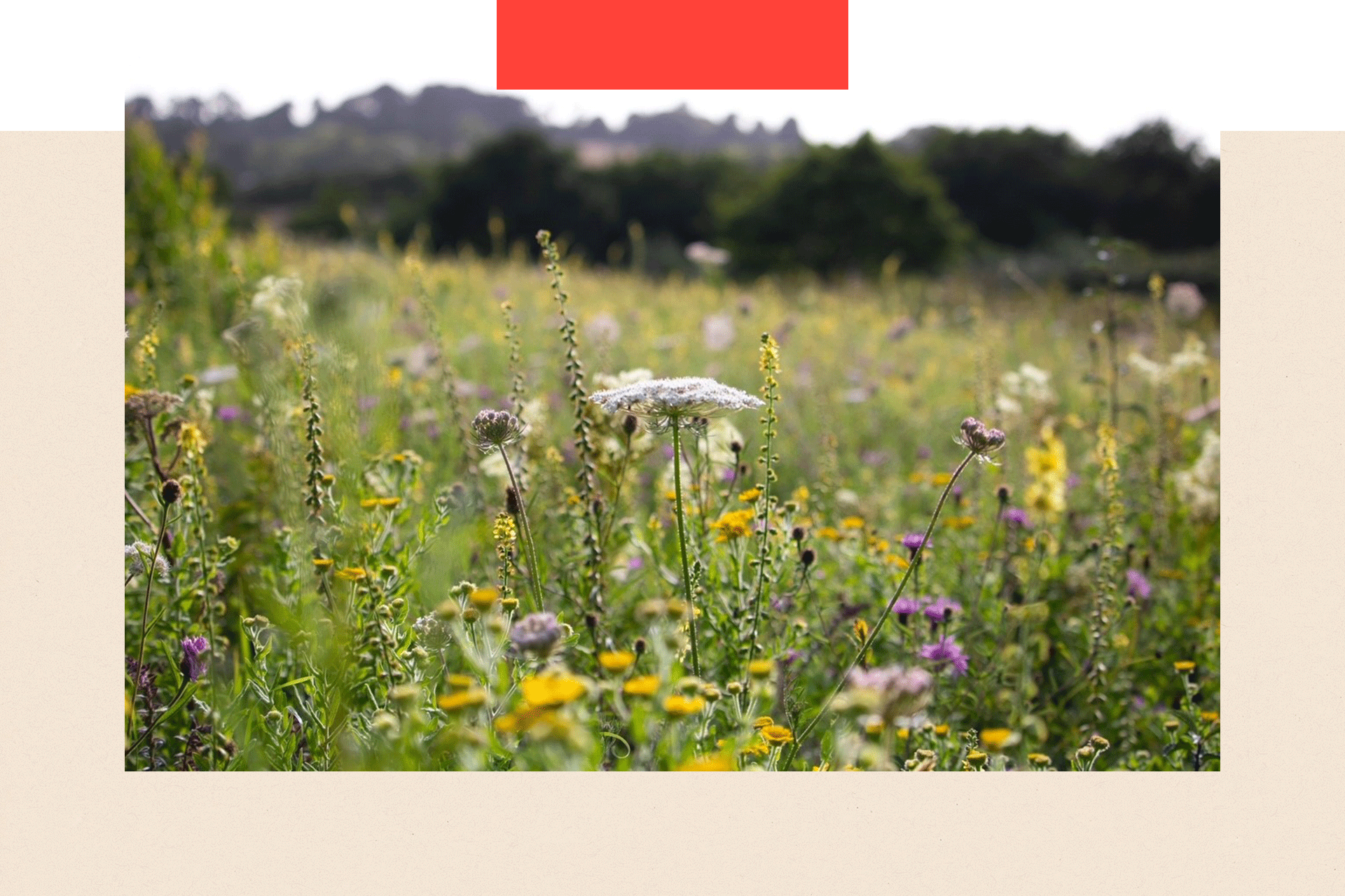 A meadow near Cardiff