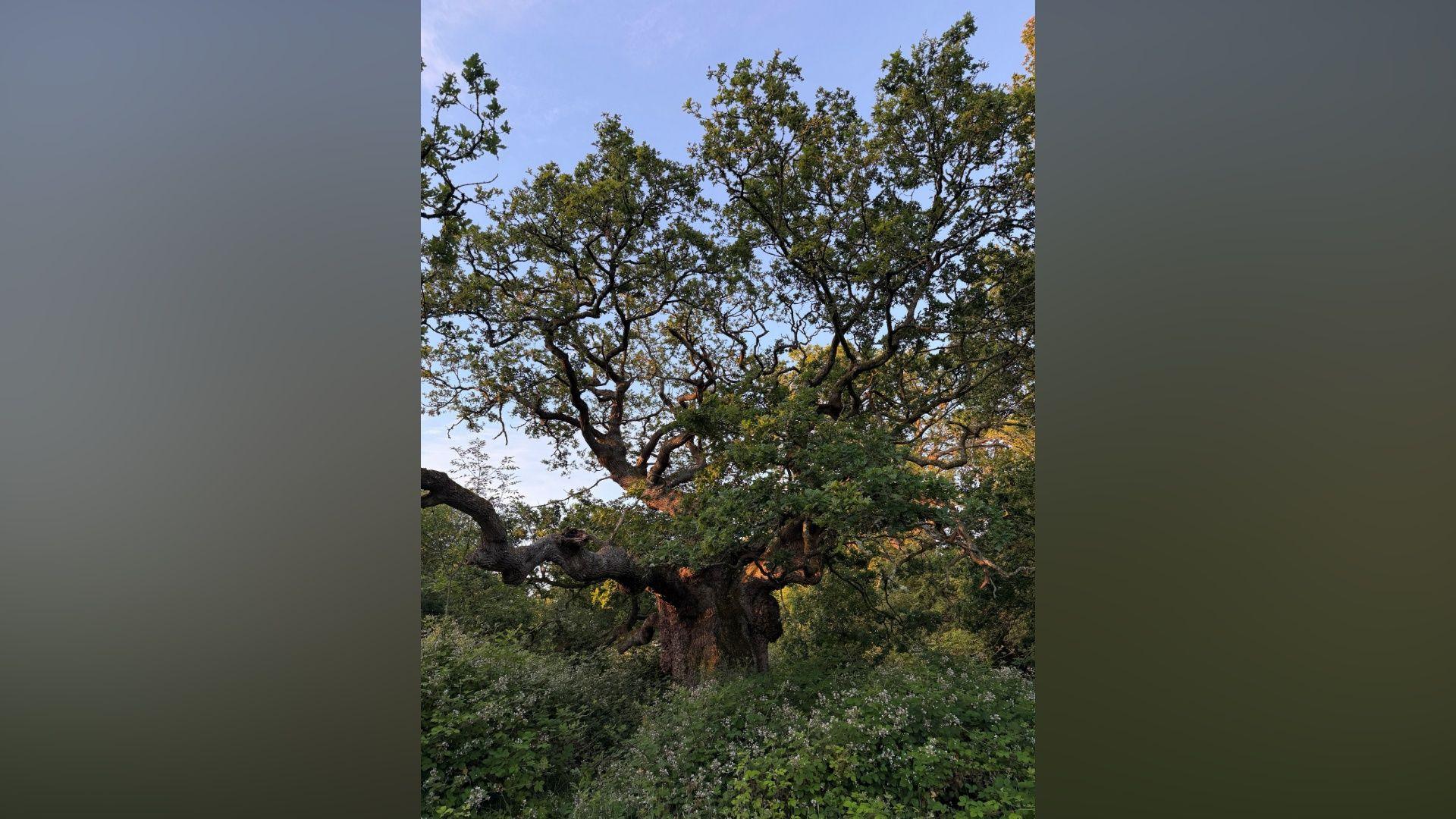 A tree with green leaves and a dark brown trunk surrounded by green plants.
