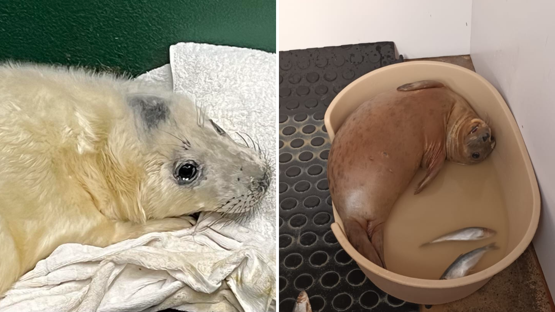 Two photos side by side. The photo on the left is of a young seal pup with white fur. The one on the right is the same seal after it has been rehabilitated, lying on its back and looking at the camera next to some dead fish. It now is brown and furless.