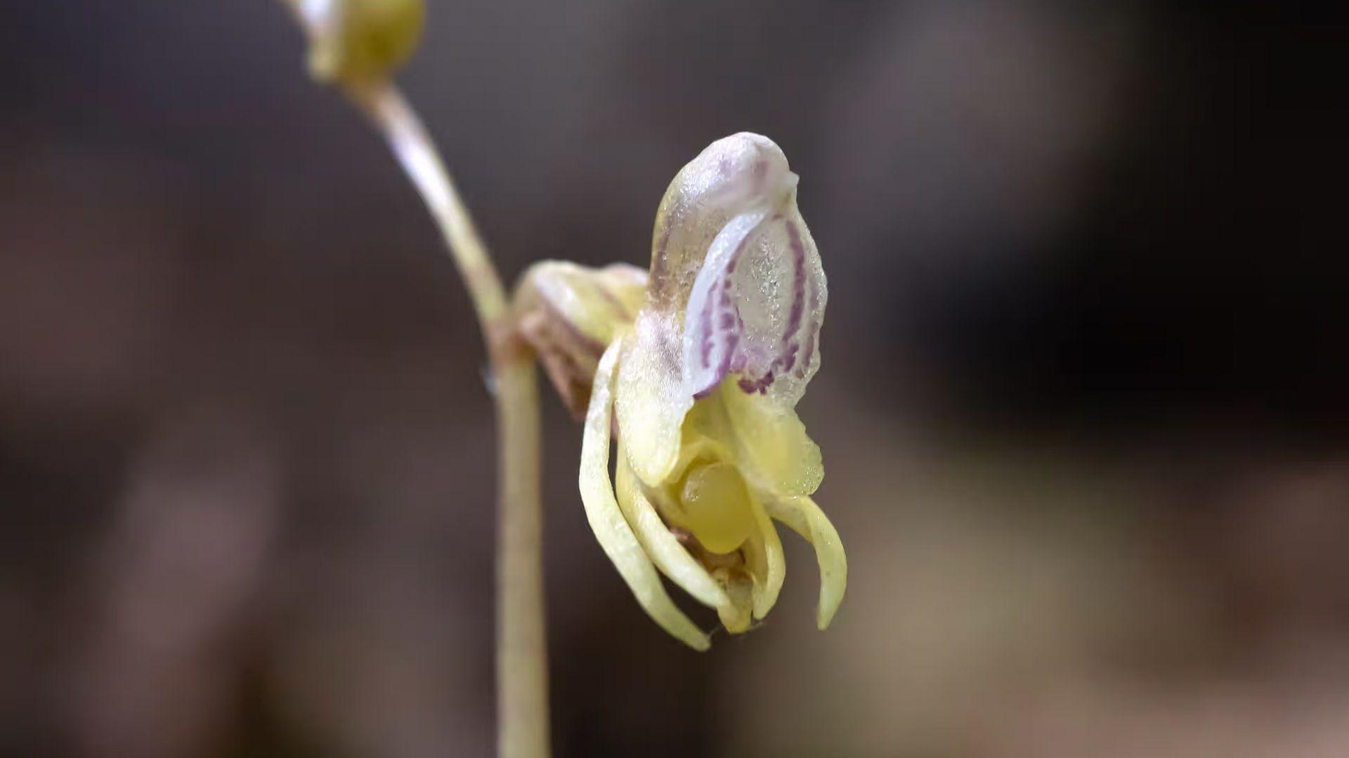 a picture of the ghost orchid flower