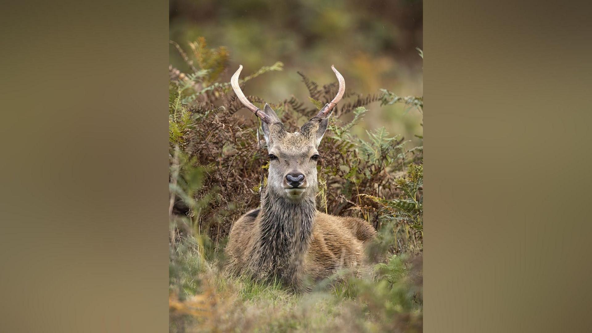 A young stag, with brown fur and face and two smooth antlers curving from its head lies among ferns and looks directly at the camera.