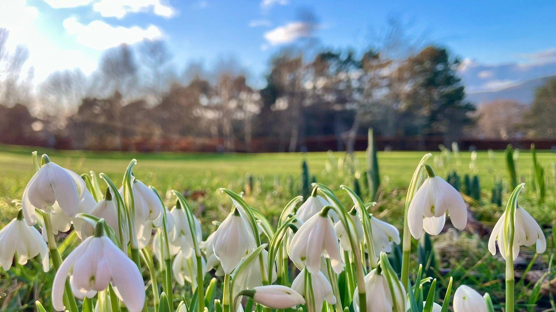 The sun shines over the green field with snowdrops in the foreground