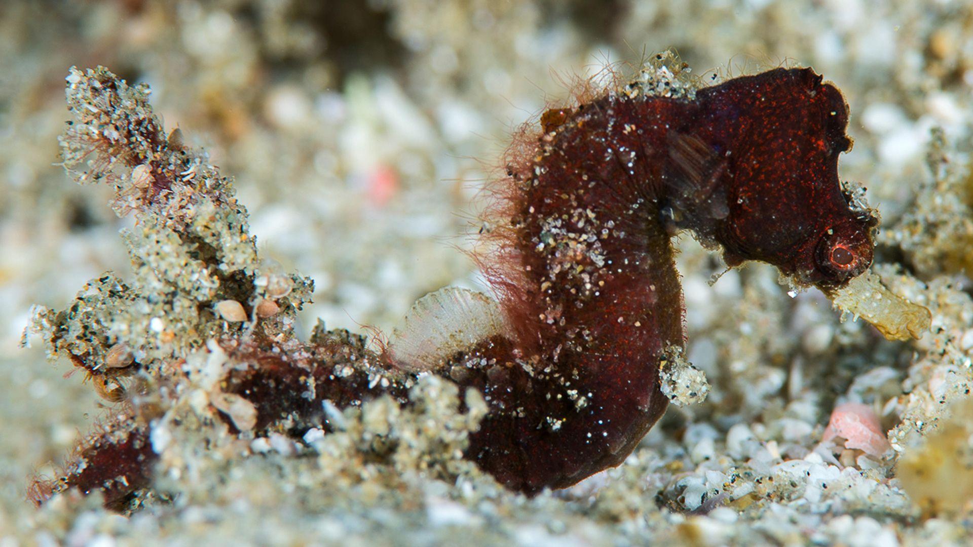 A red seahorse photographed in the sea next to rocks