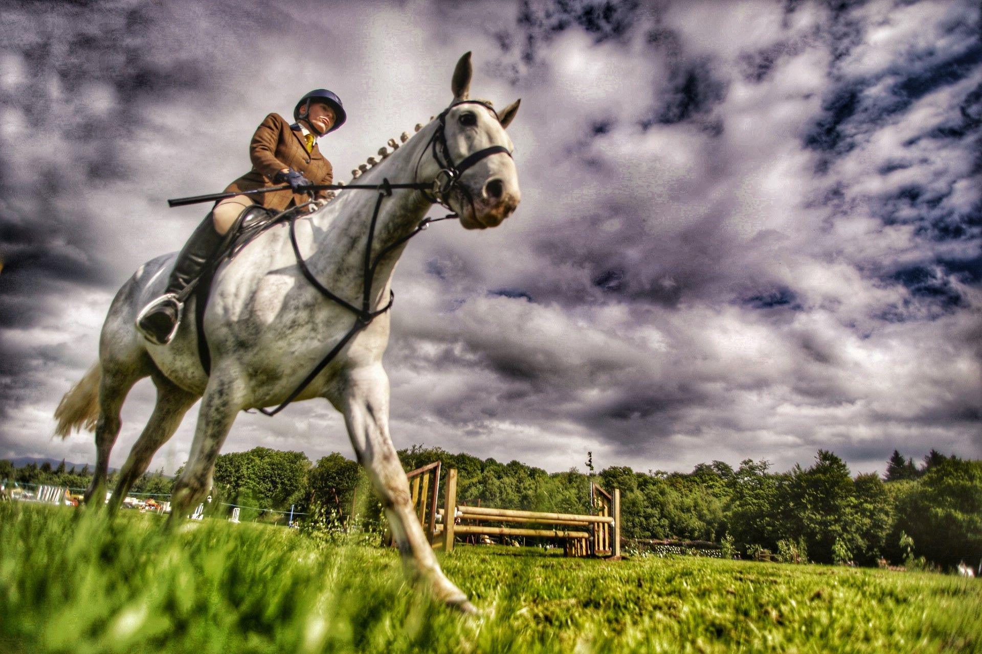 Horse show