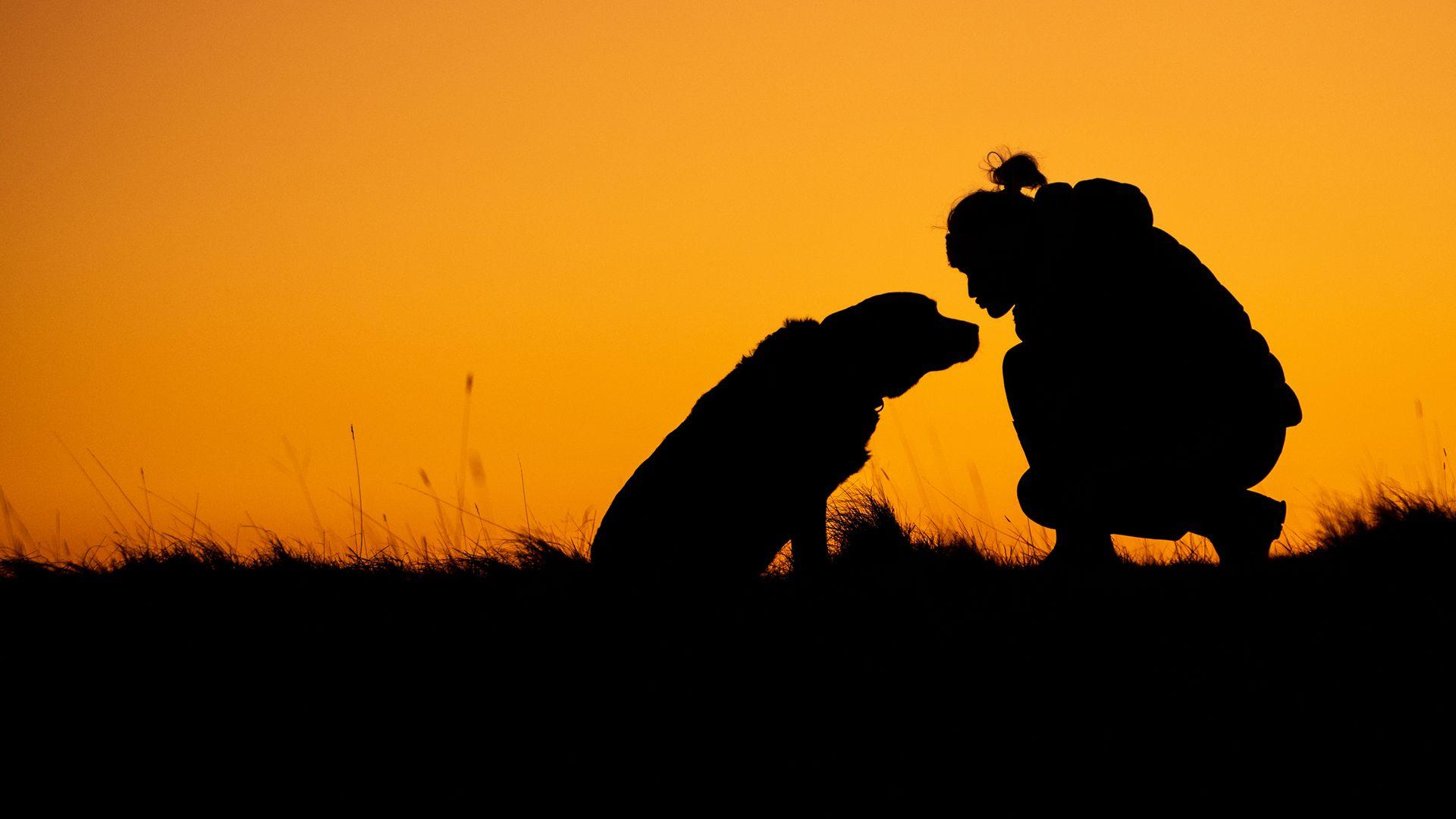 The silhouette of a woman kneeing in front of a dog at sunset in the countryside.