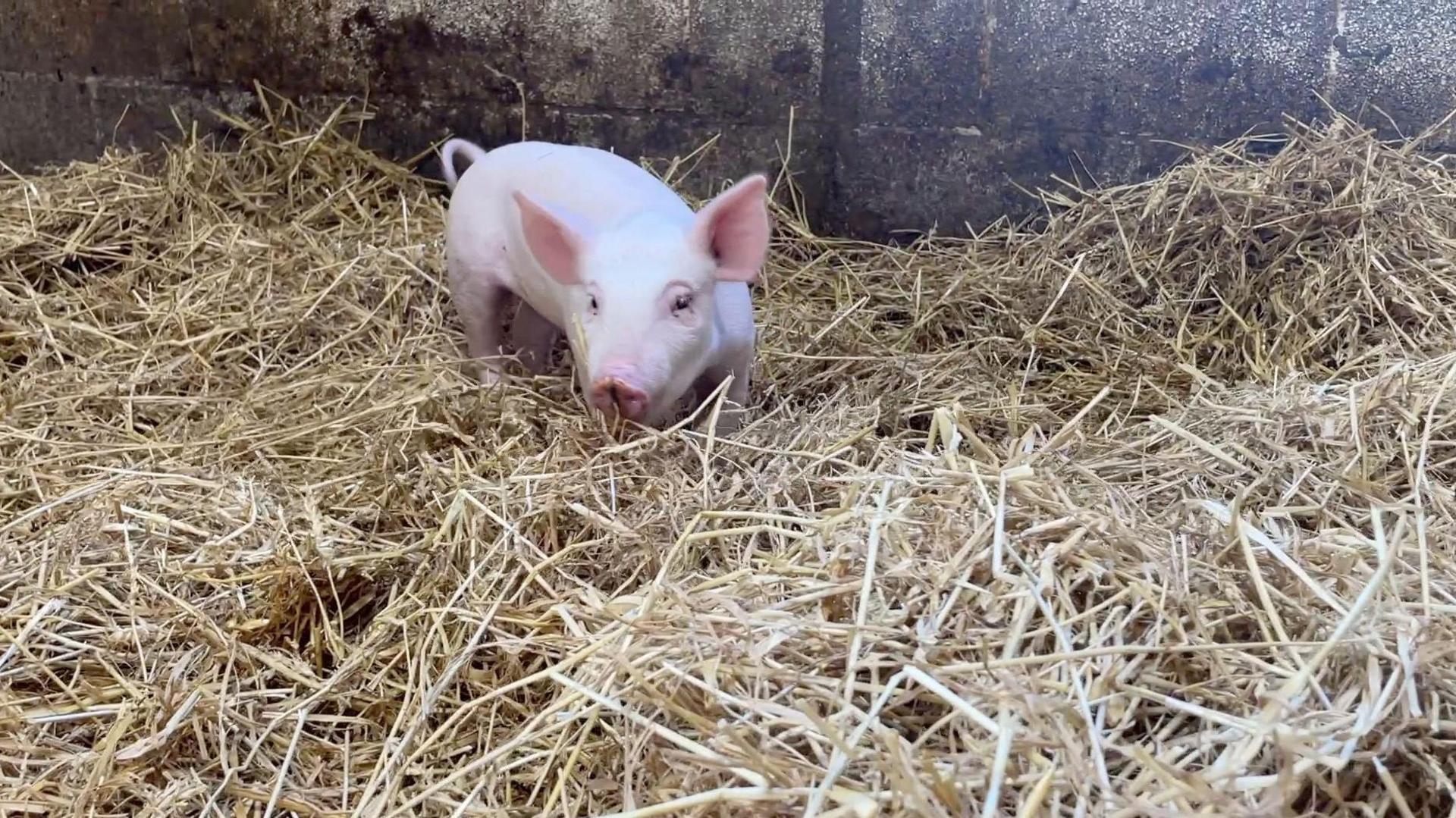 Felicity in some hay, looking at the camera