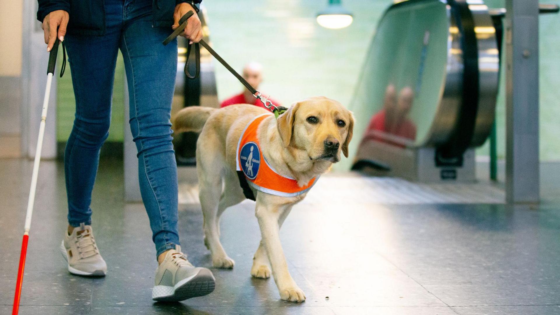 A person's legs walking in a tube station, with a white cane visible. The person has a golden retriever guide dog by their side. The dog is on a lead and is wearing a high vis tabard. In the background is the top of an escalator. 