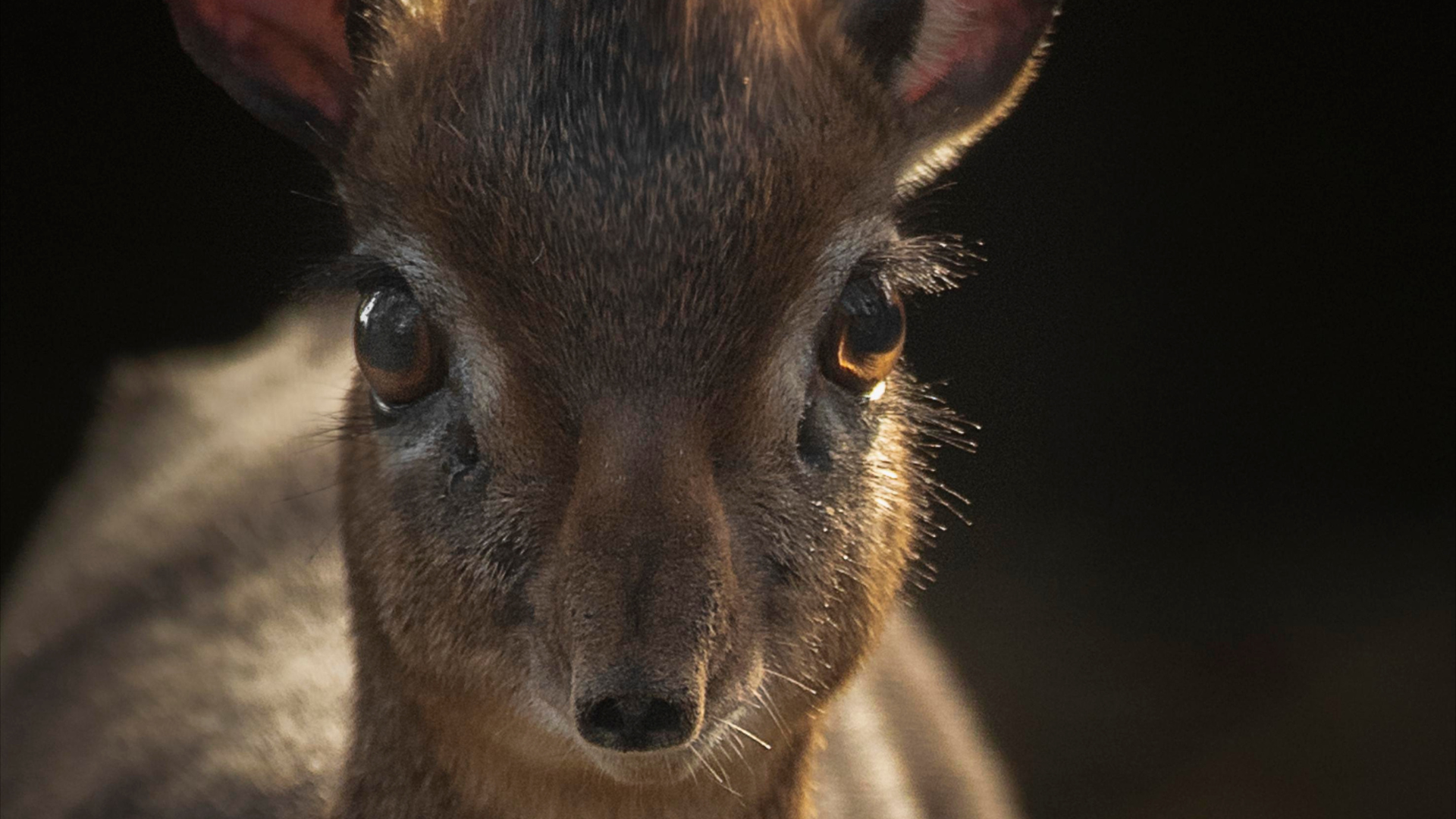 Picture of a Kirk's dik-dik