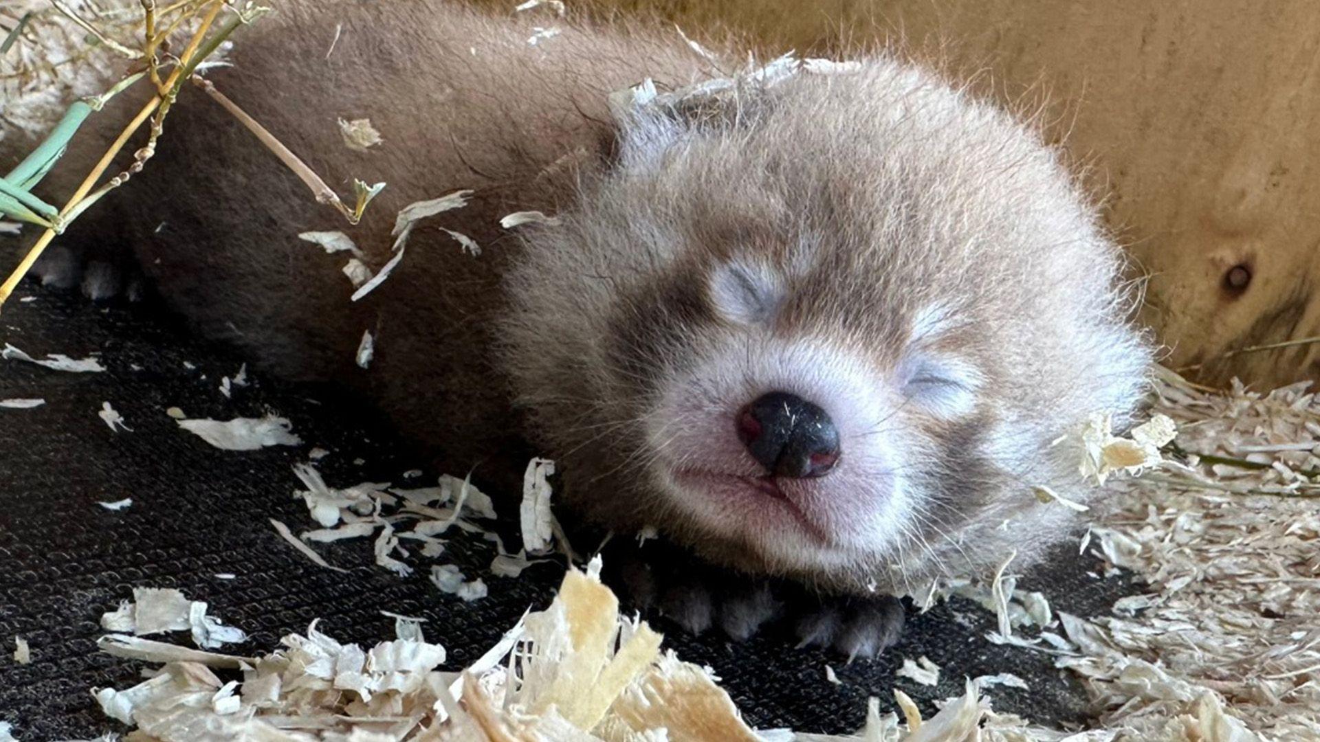 A baby red panda sleeps in sawdust