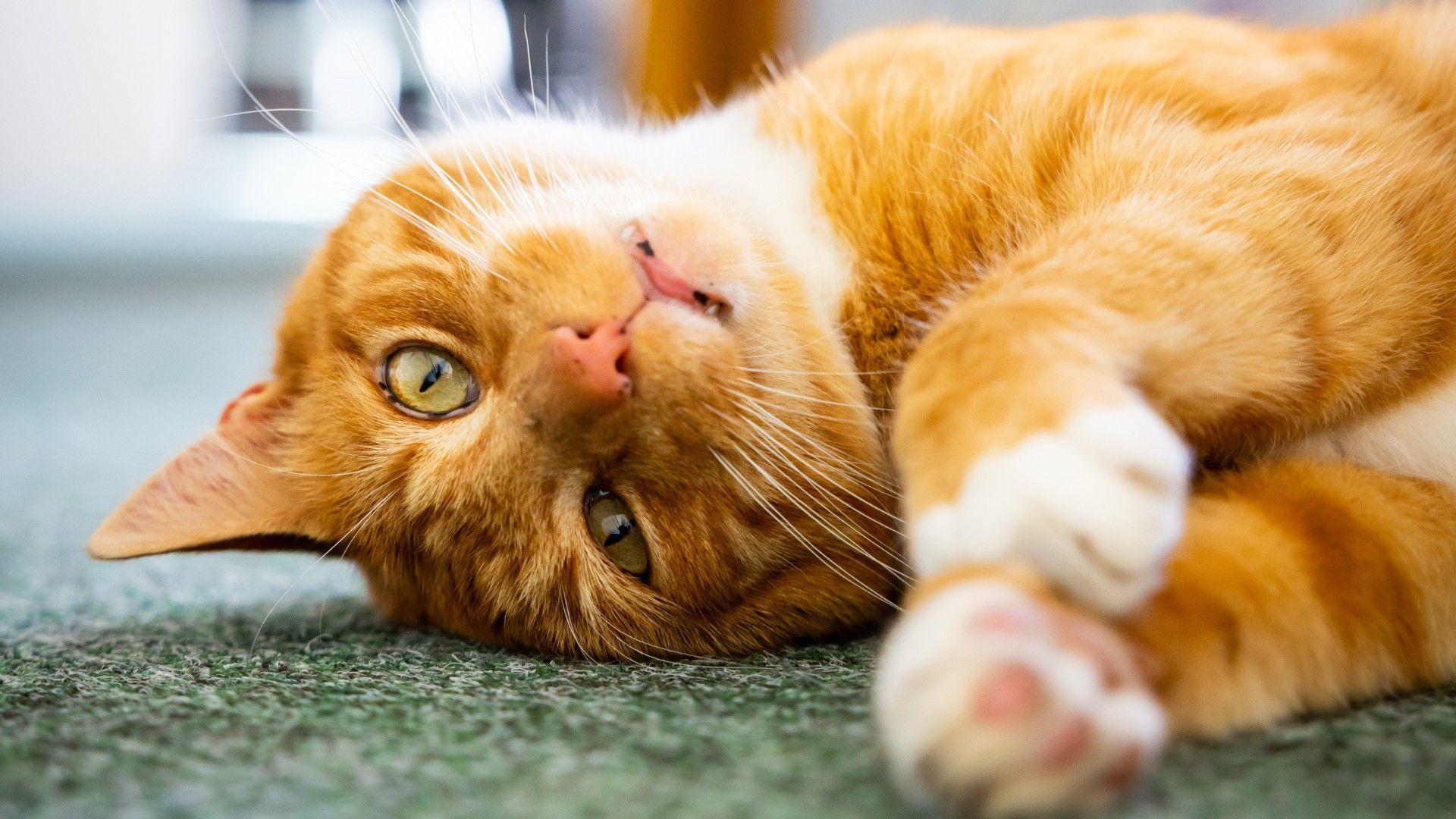 Fizz the cat lying on his side. 