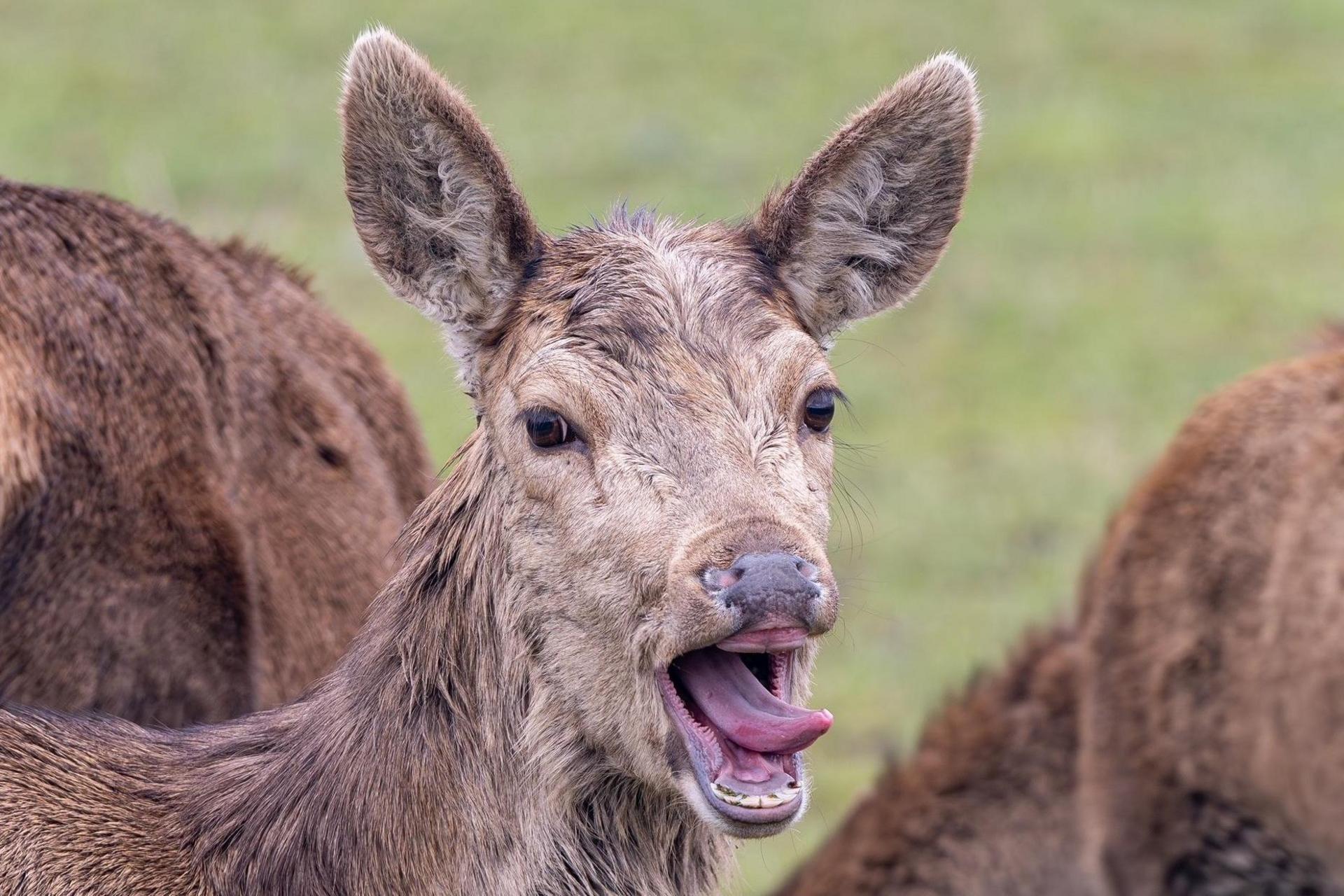 Red deer