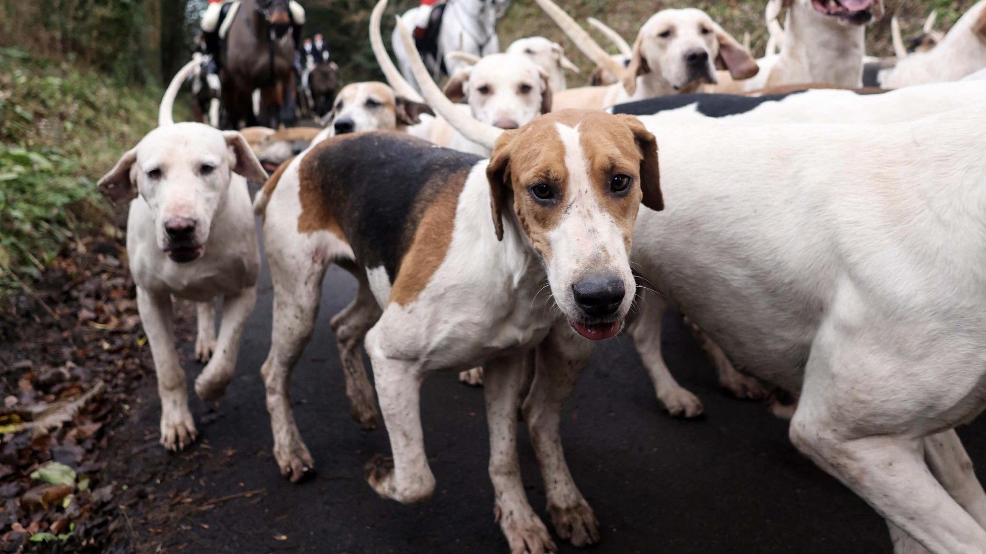 A pack of foxhounds run towards the camera. In the background, the legs of two mounted horses can be seen.