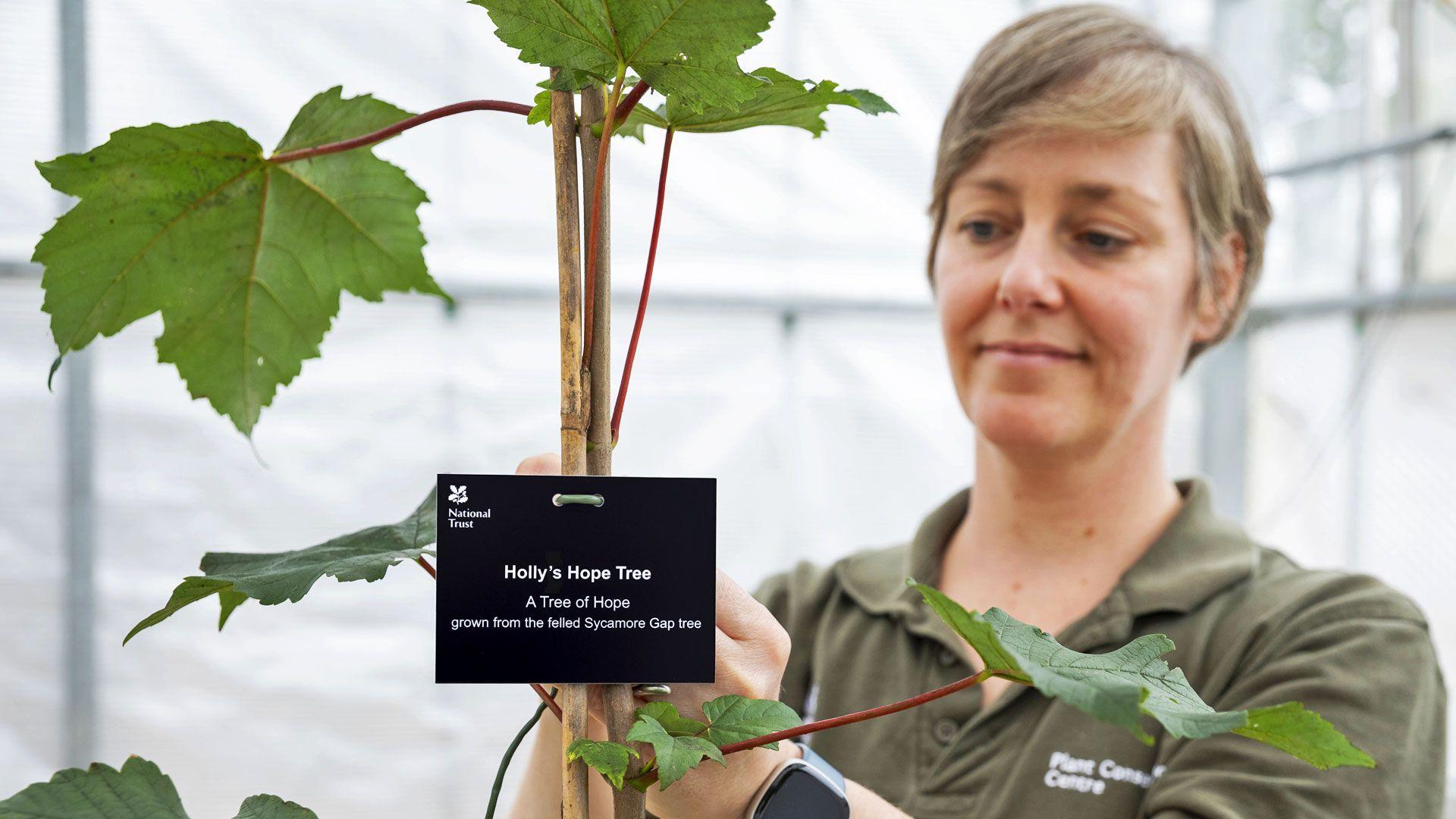 Juliet Stubbington is fixing a black label reading Holly's Hope Tree to one of the saplings. Juliet has straight short hair and is wearing a khaki t-shirt and a smart watch. 