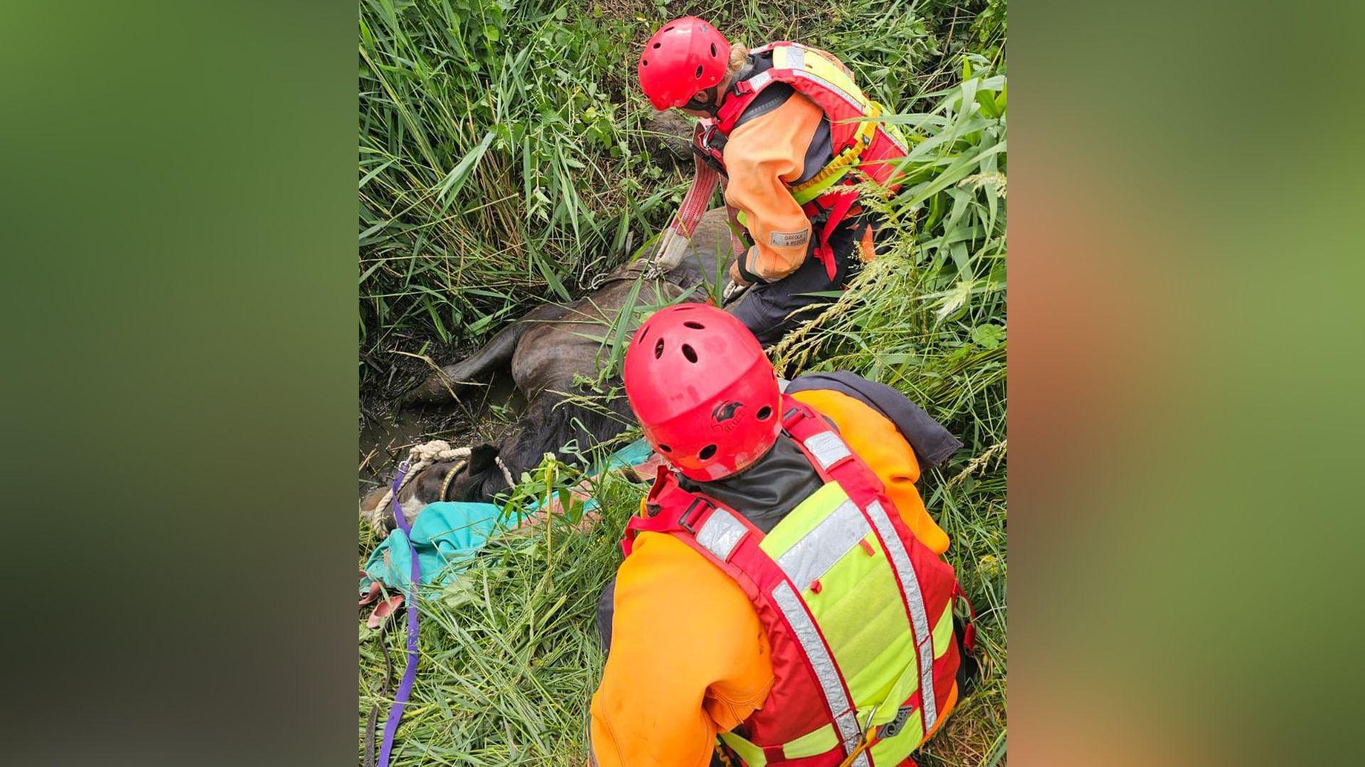 Bilbo lying in a ditch full of green reeds. Two fire service members in orange and yellow high-vis jackets and red helmets are trying to free him.