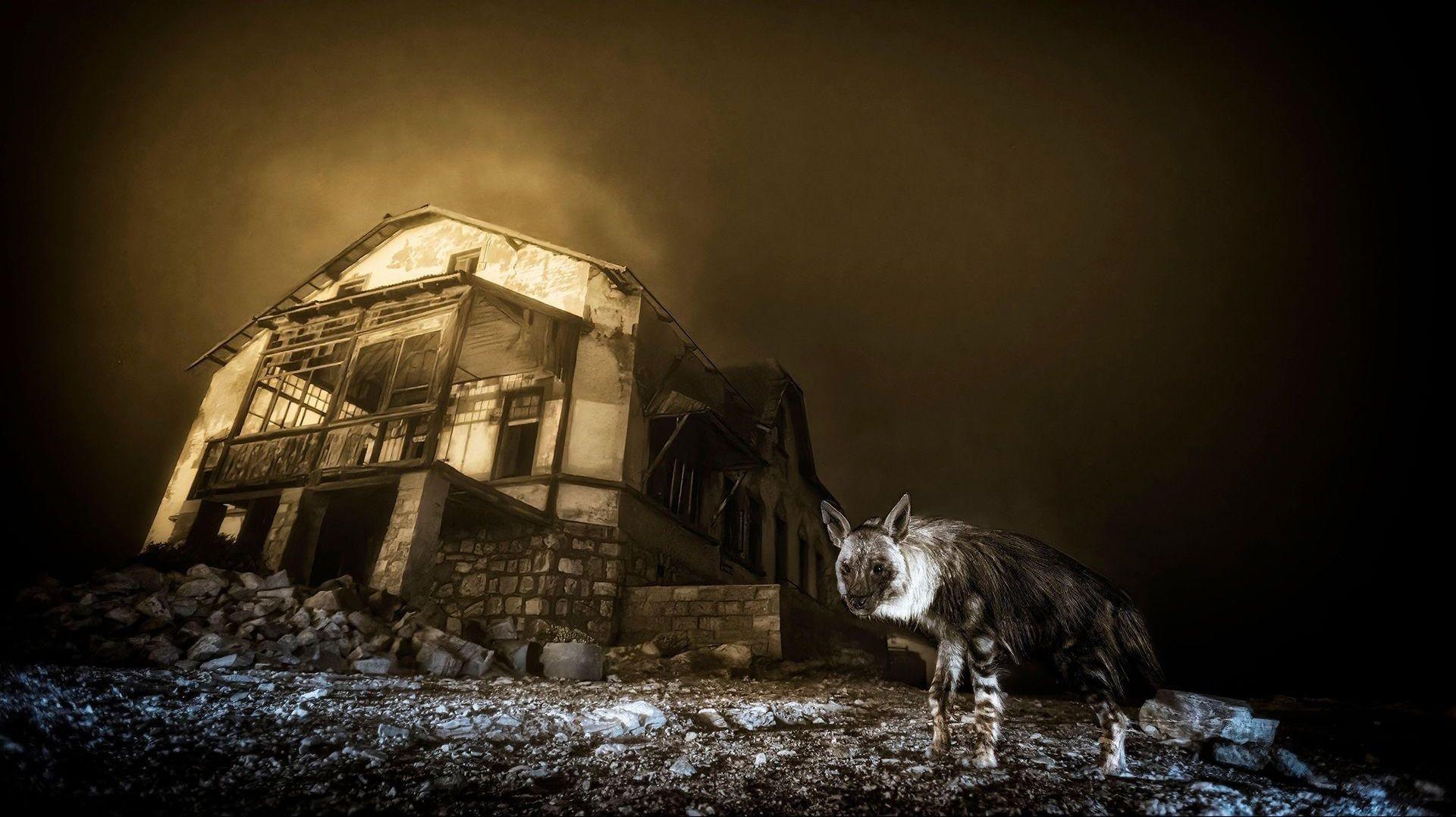 Brown hyena standing near the ruins of an abandoned diamond mining building in dusty light.