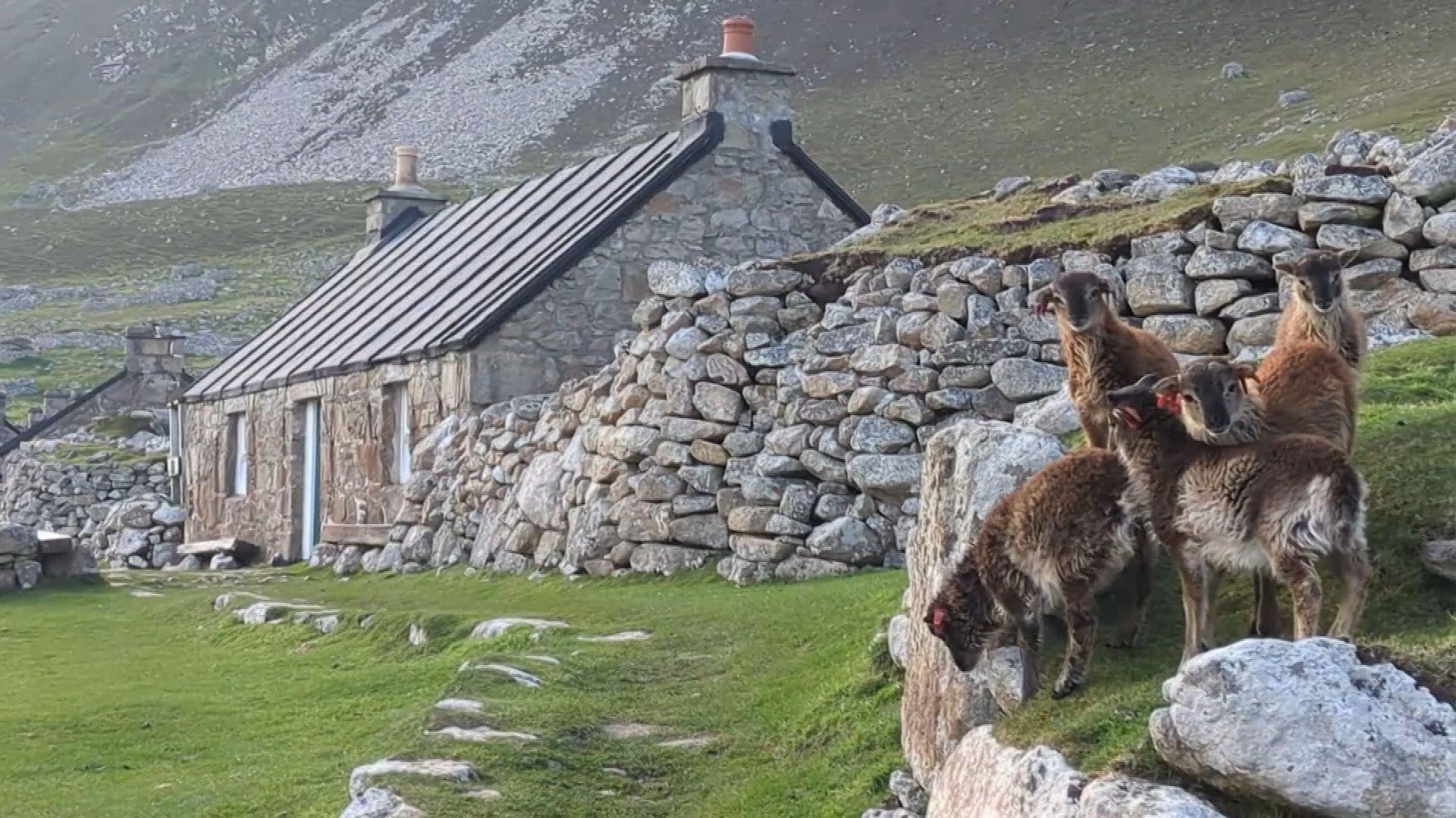 Caoraich ann an Hiort