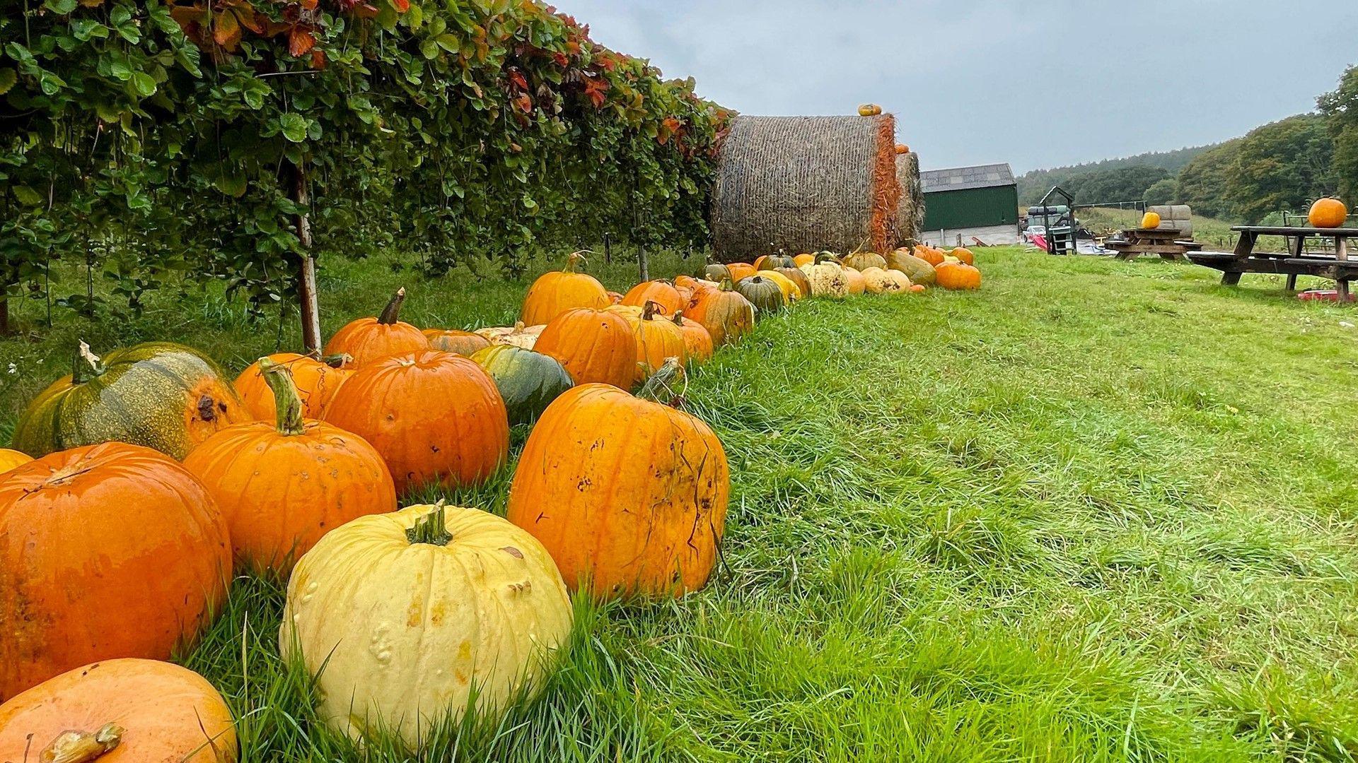 A row of pumpkins next to a hedge with hay bales and benches, under a grey sky