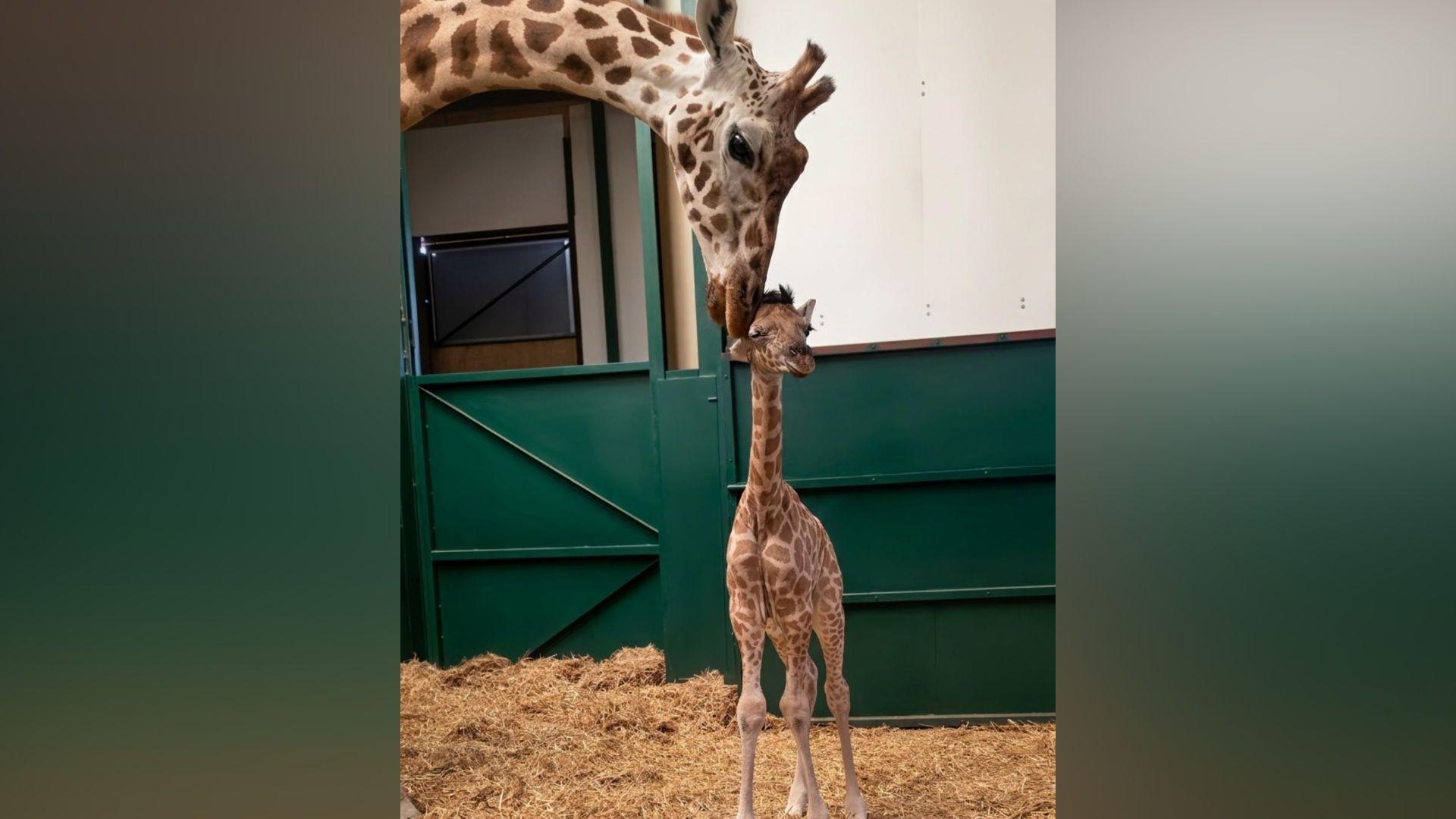 A mother giraffe leaning down and petting a baby giraffe.