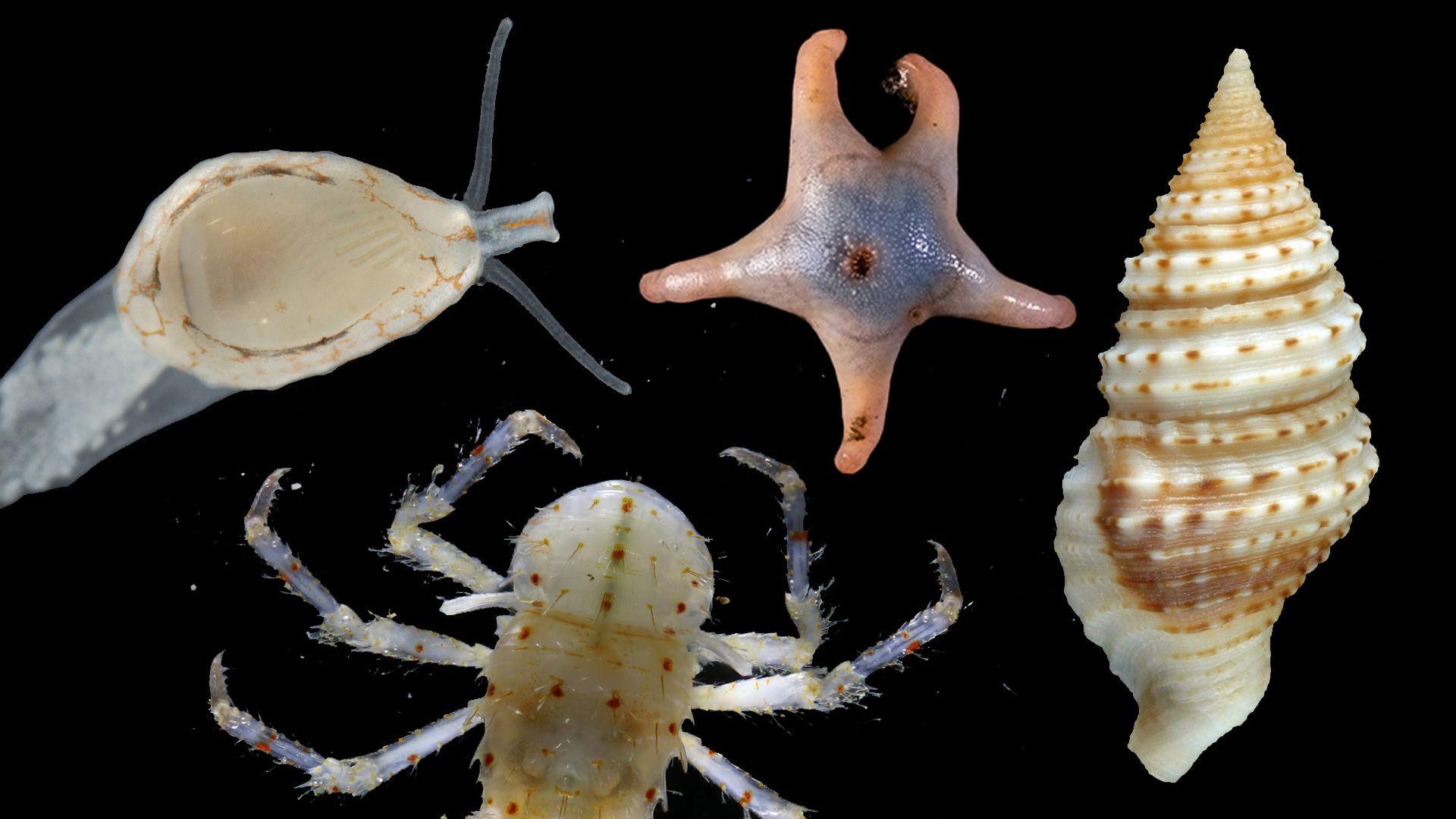 A selection of tiny sea creatures - from a snail, to a sea star, to a lobster, to a shell