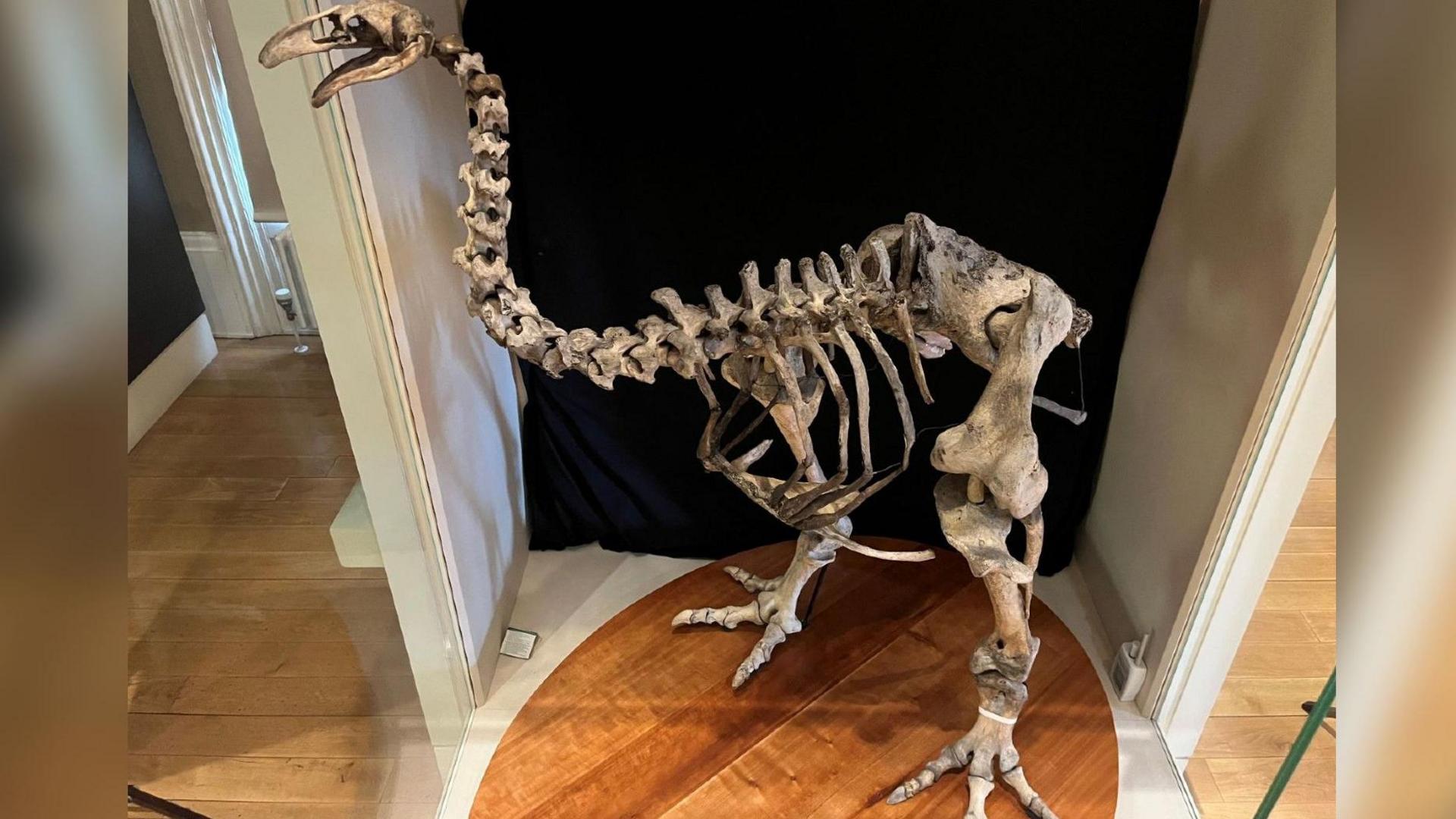 The skeleton of a large bird. The bird behind is stood on a round wooden board and  behind it is a black curtain. 
