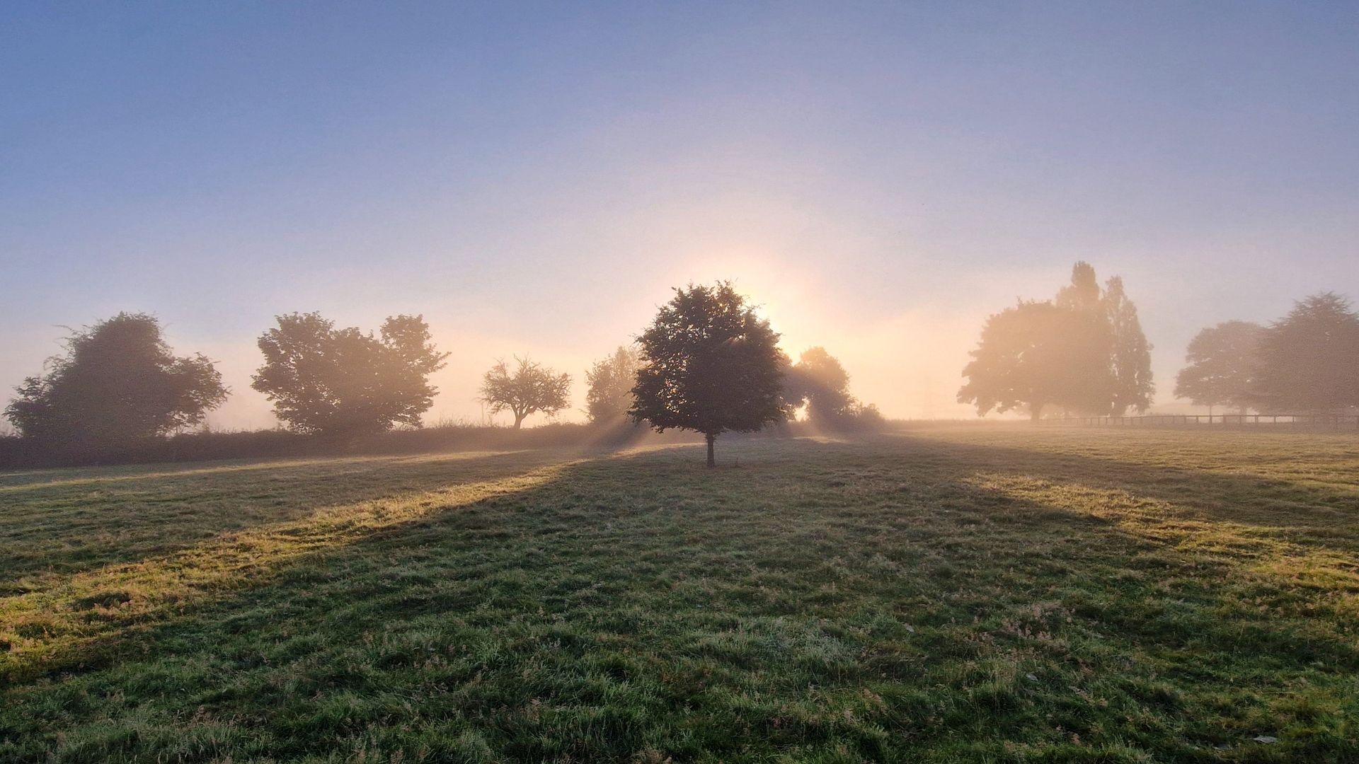 The sun spreads its rays around a large tree in the centre of a field, casting long shadows across the grass. There is a slight haze around other trees standing further back and the sky is blue with a purple tinge.