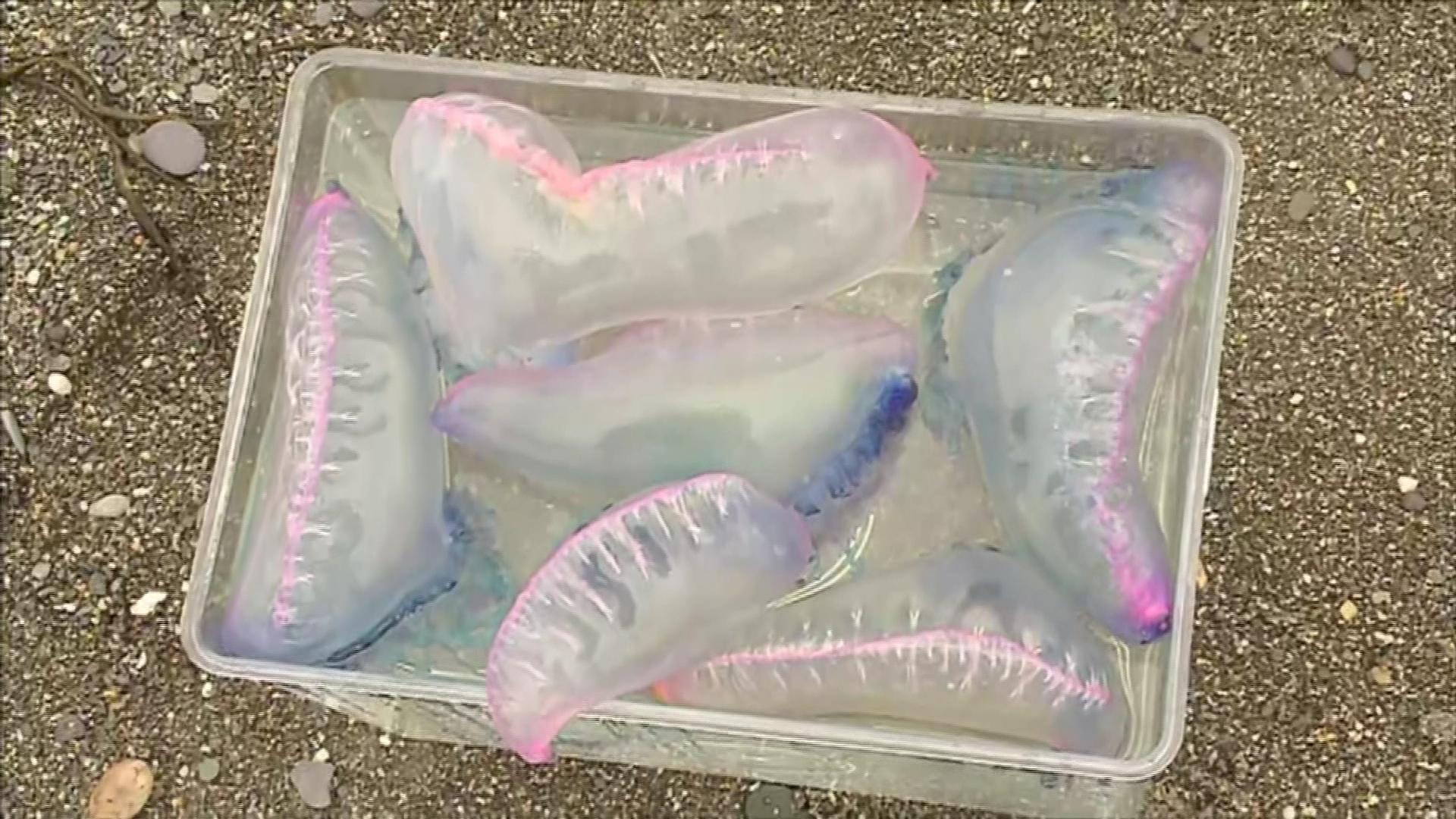 Portuguese man o' war