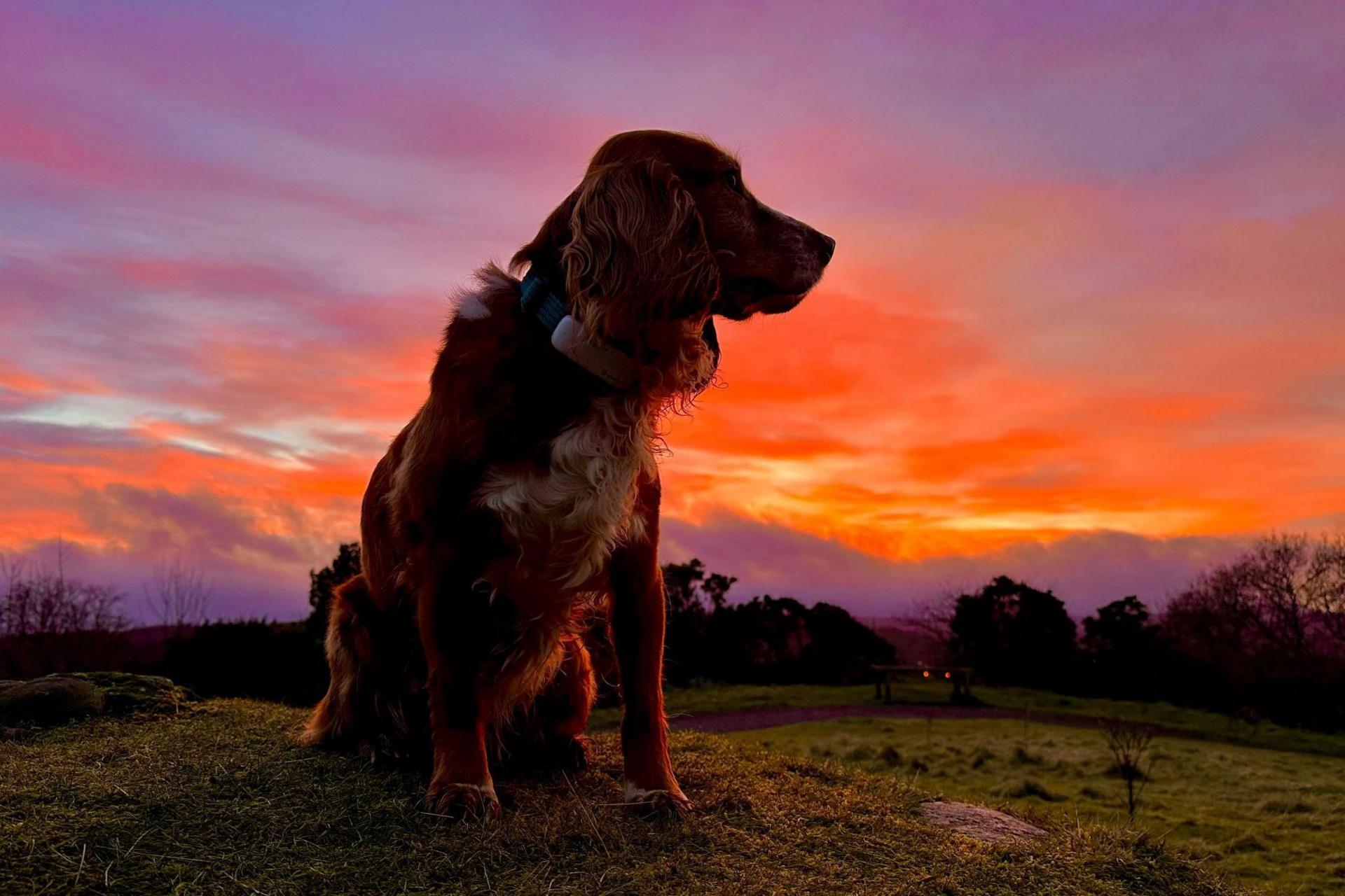 A dog sits nicely as it looks off into the distance. The sky behind the dog is bright with the colours of pink, orange and purple.