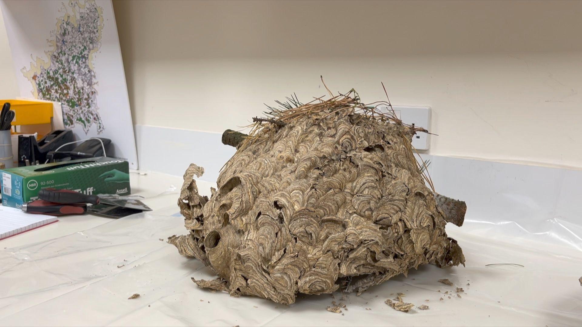 An Asian hornet nest, which is tan brown in colour, sits on a workbench. It is made of a papery material, with a layered, swirling pattern. There are some small branches on top from where it was built outdoors before being moved inside. The nest has several openings.