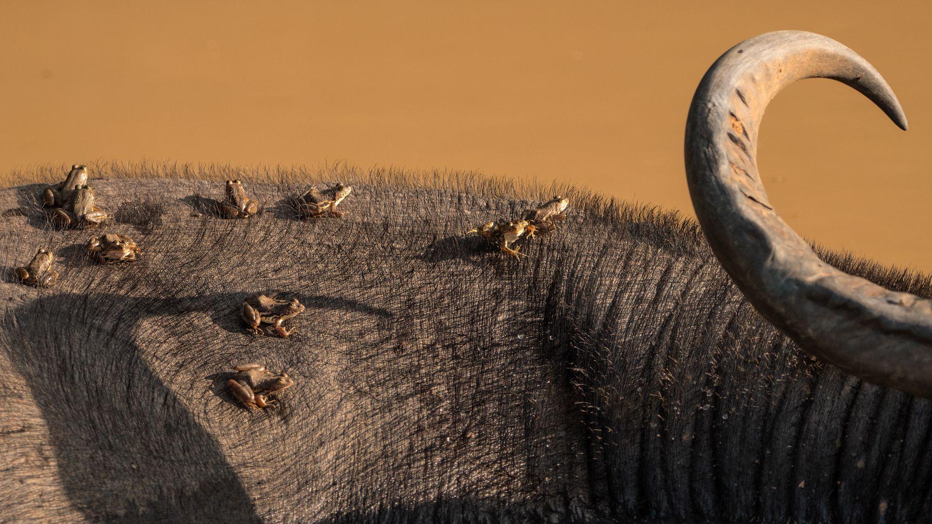 A cluster of tiny frogs sits on the back of a water buffalo. The background is sandy.