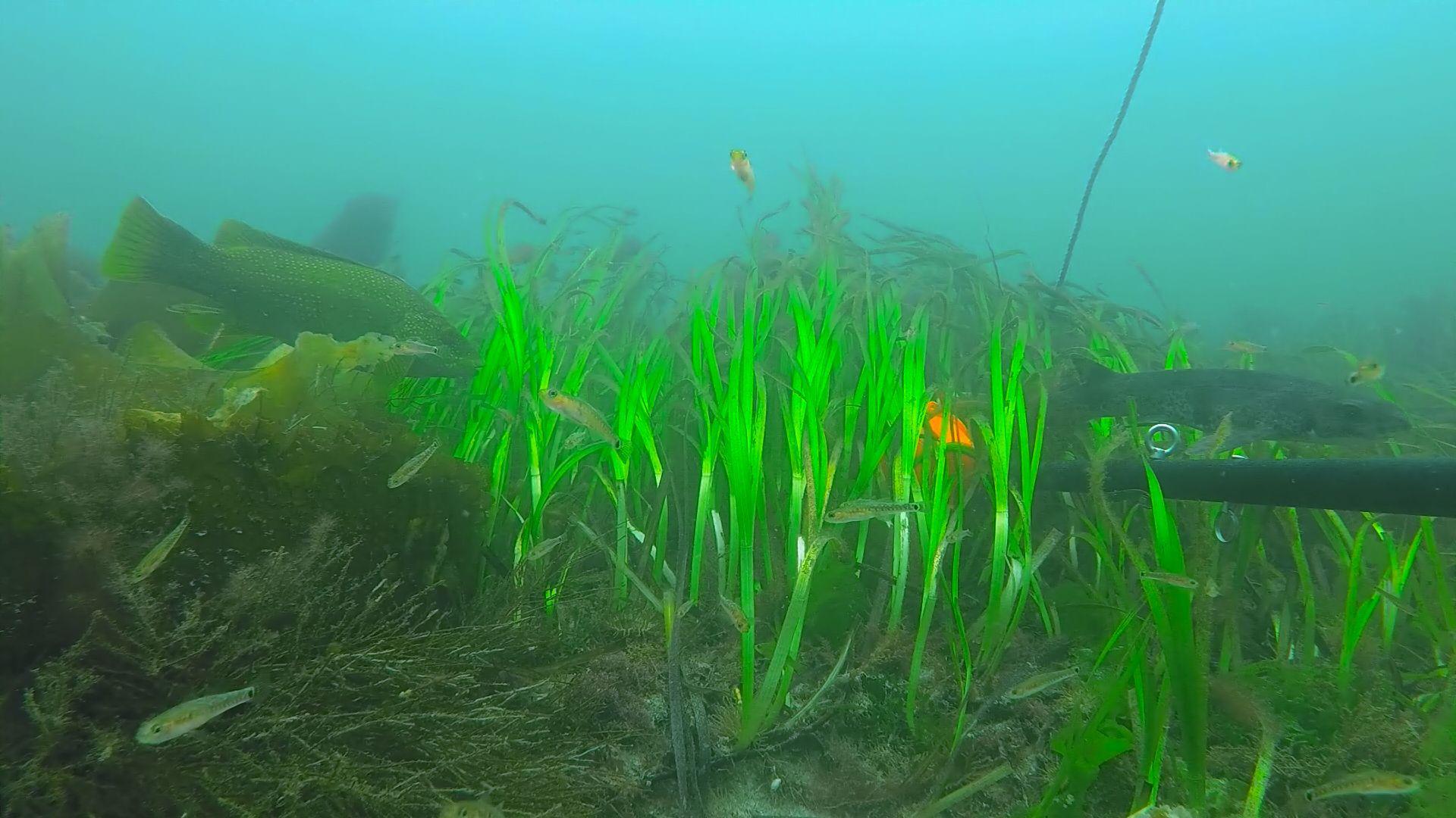 An underwater shot of sea grass with big and small fish going through it.