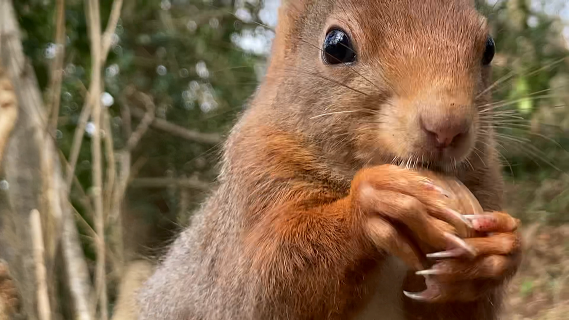 Red squirrel feeding on a nut, close up to camera, in Welsh woods