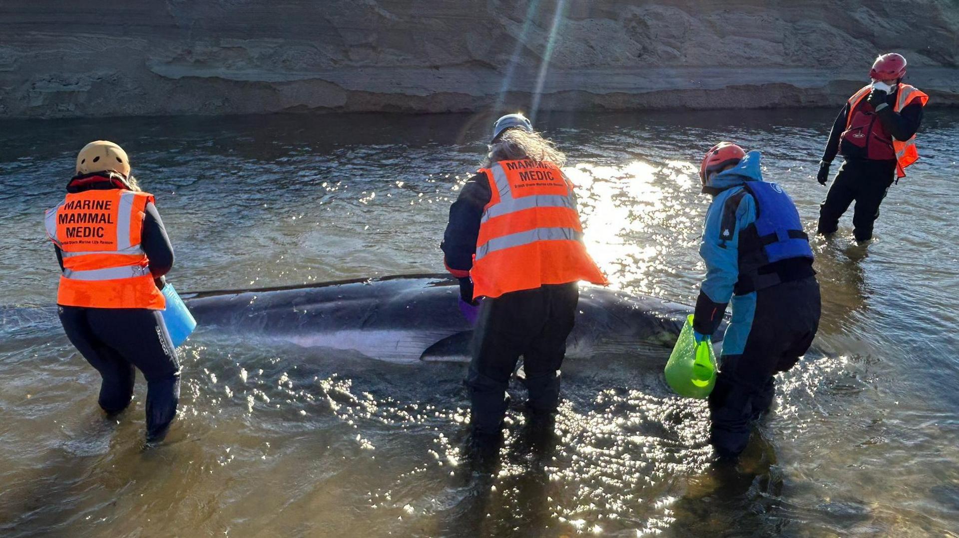 Rescuers stand in shallow water next to the stranded fin whale calf. They are wearing hi-vis jackets and hard hats. They are holding water buckets.