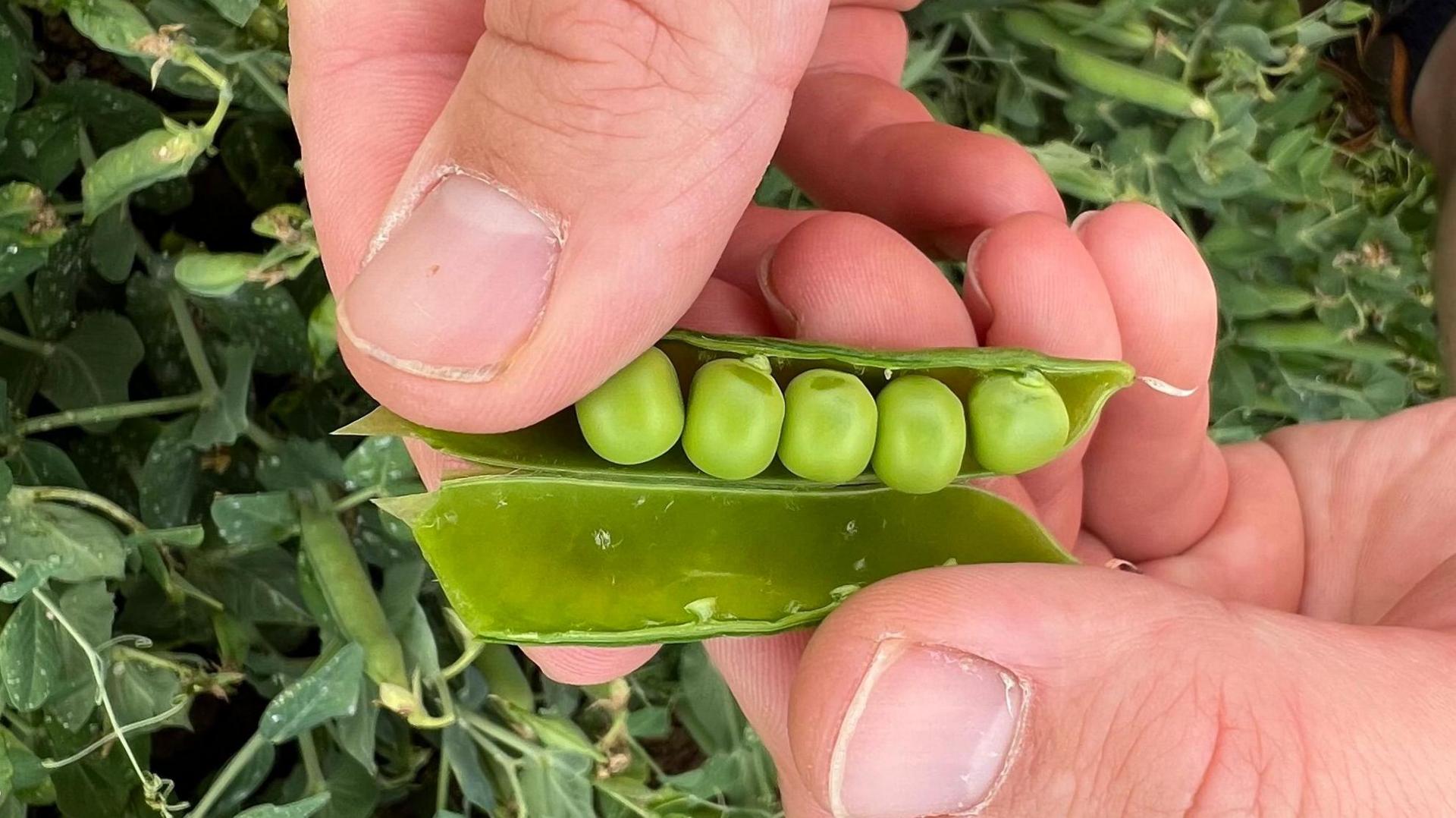 An aerial close up of a hand holding a pod of five peas. 