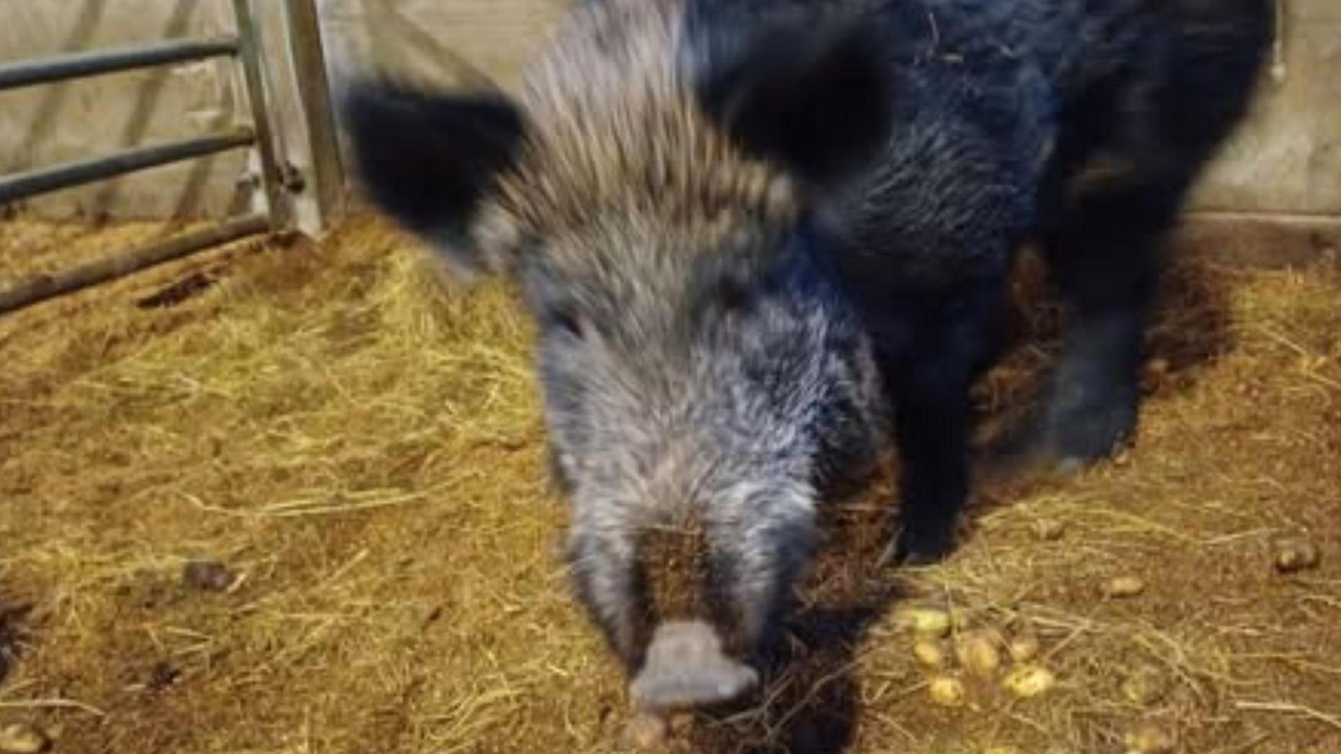 The boar is in a pen with straw on the floor. The animal is facing the camera.