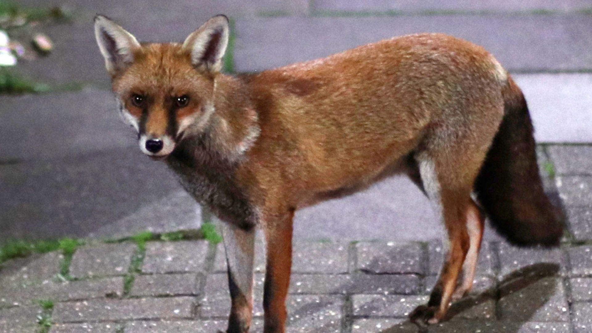 A fox