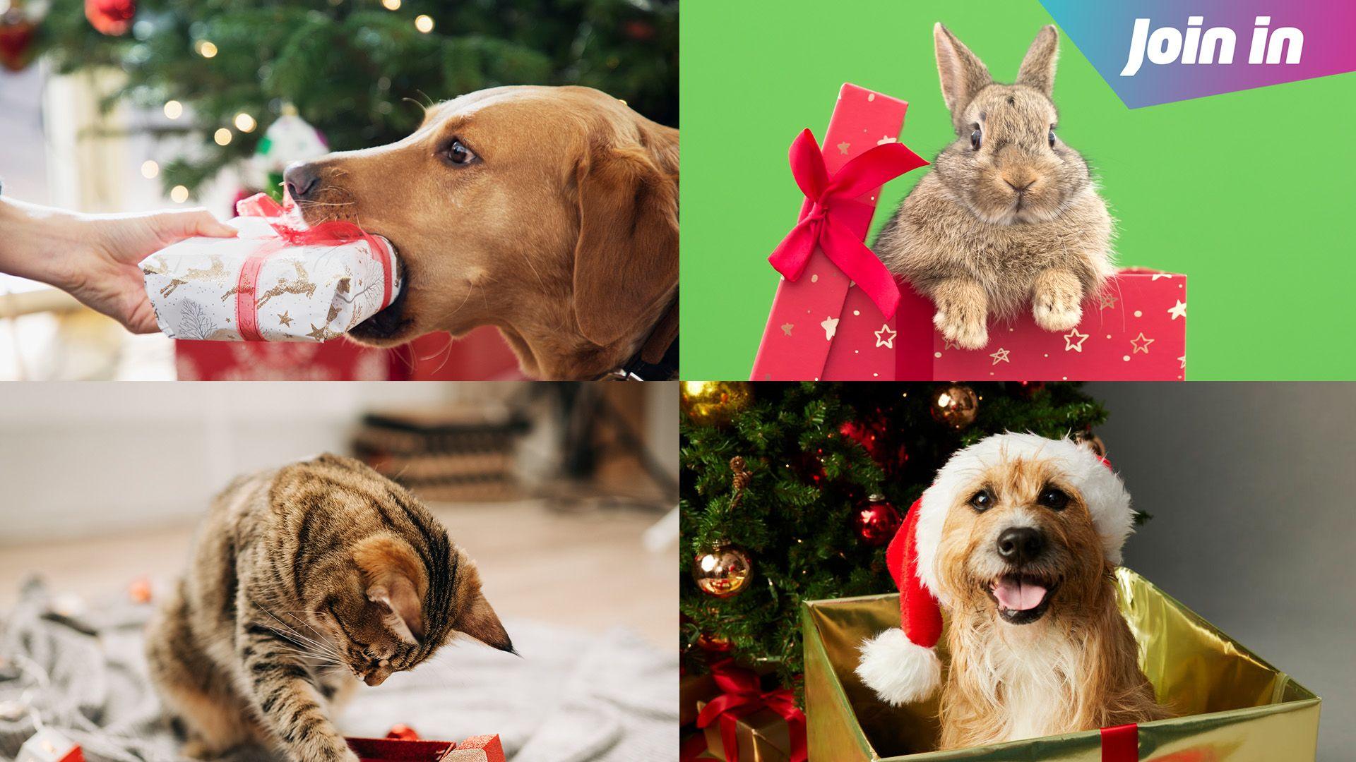 Dog/Cat/Rabbit with Christmas present 