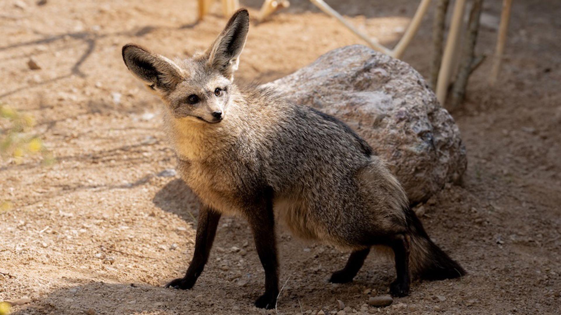 one of the bat-eared foxes