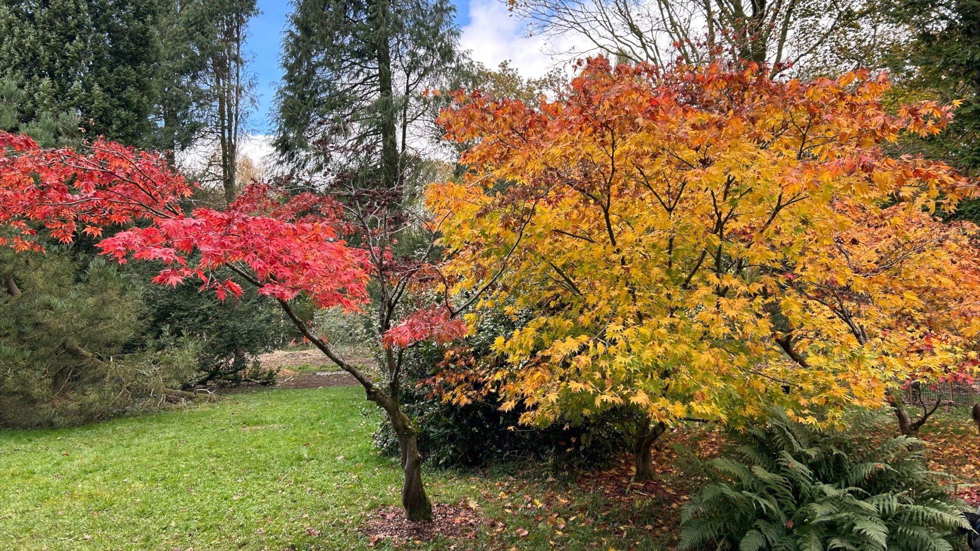 Orange and red trees at Westonbirt Arboretum.