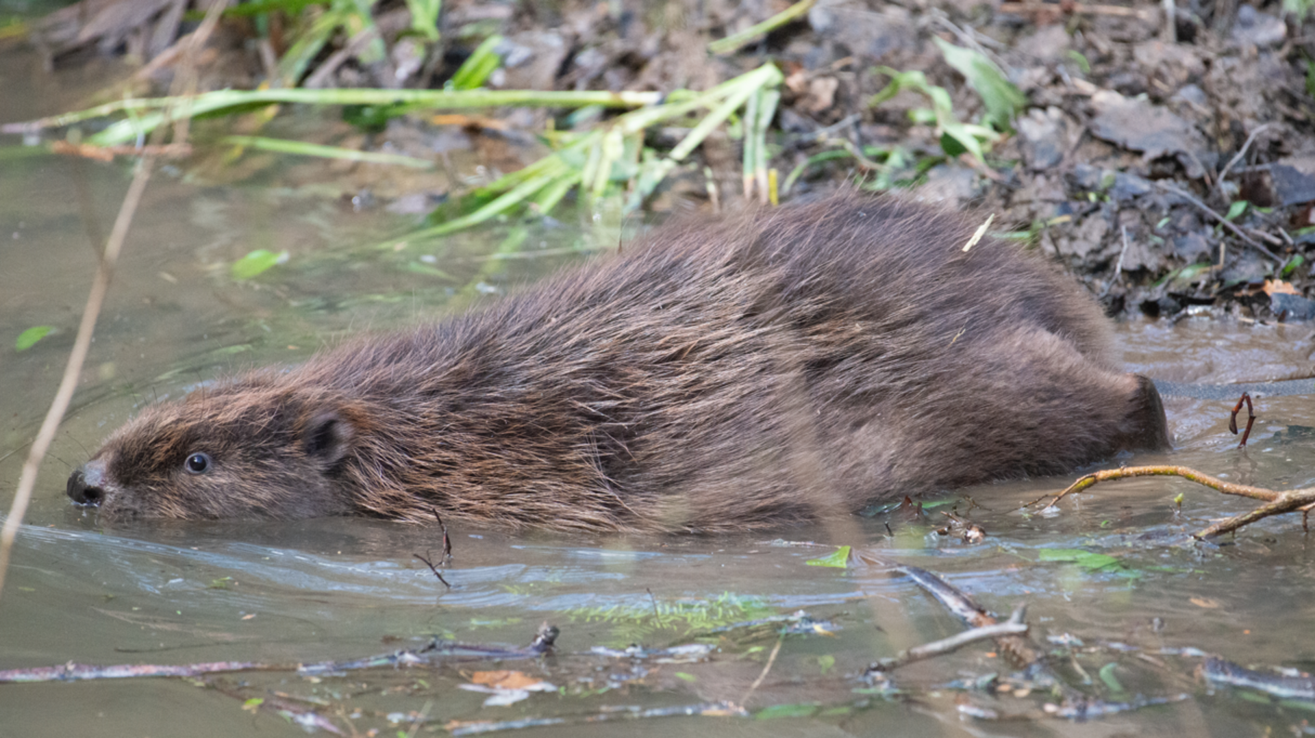 Three beaver kits born in Wyre Forest enclosure