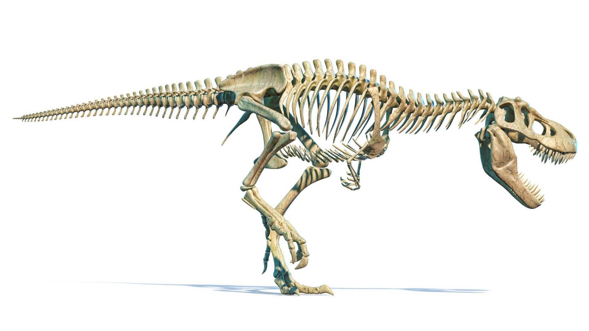 T.rex skeleton 