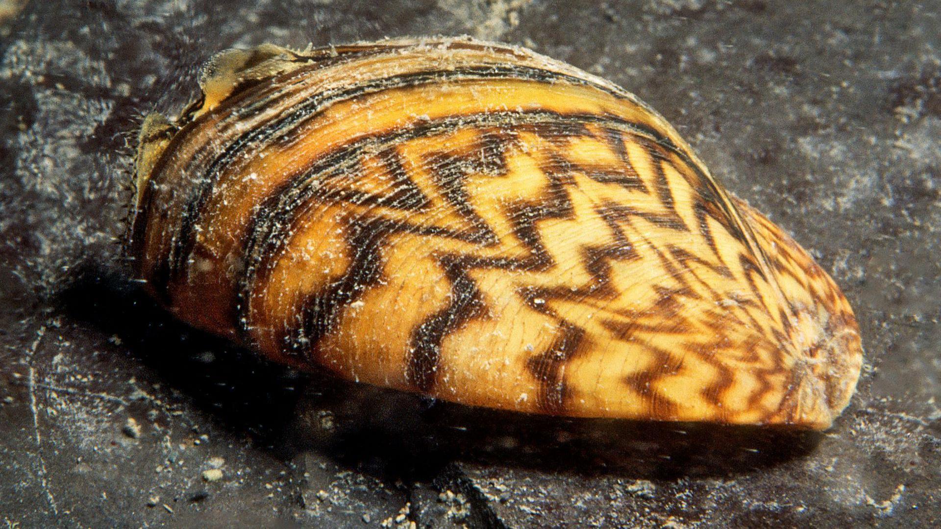 Stripy mussel shell 