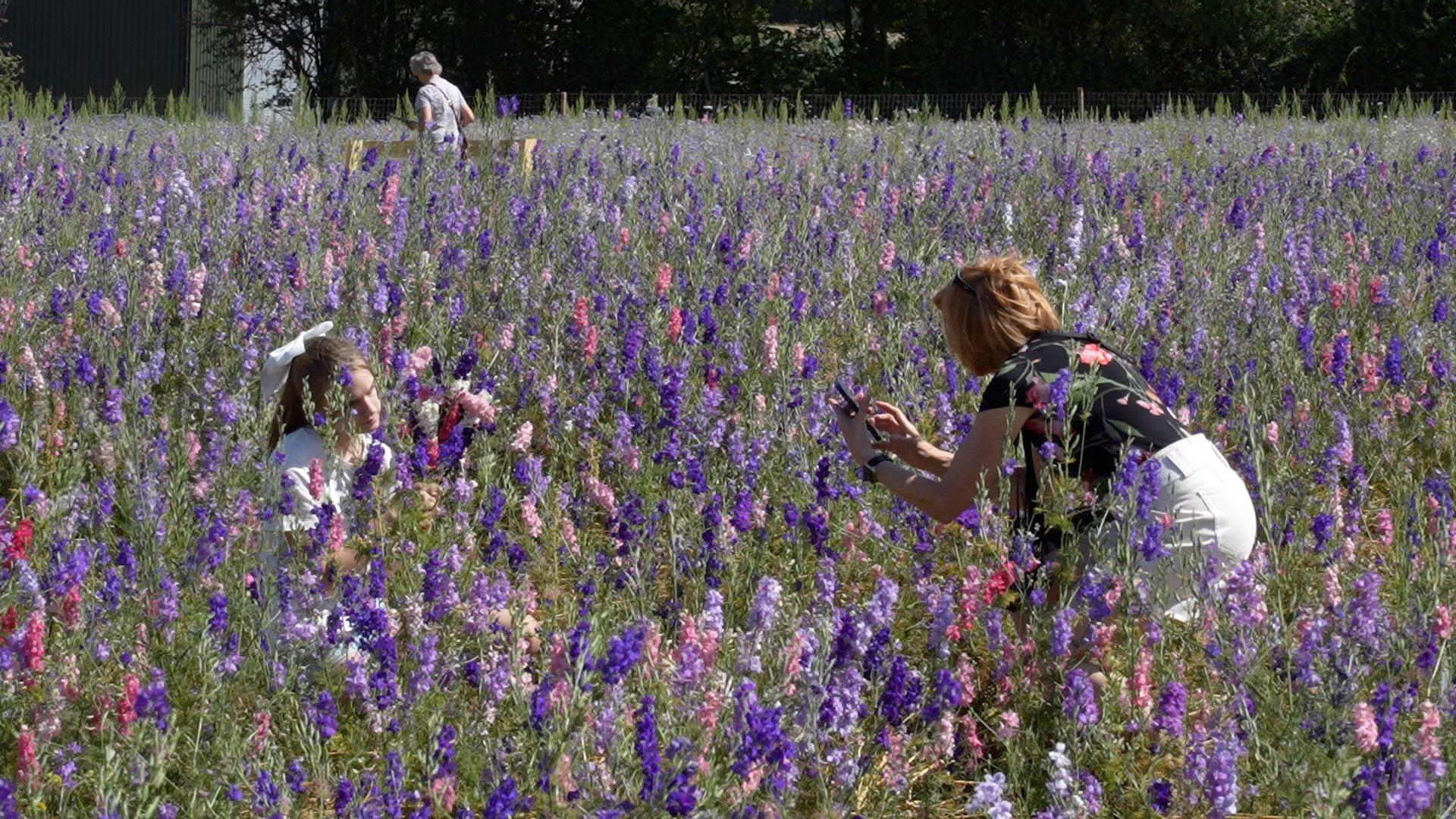 Woman taking photo of girl in flower fields