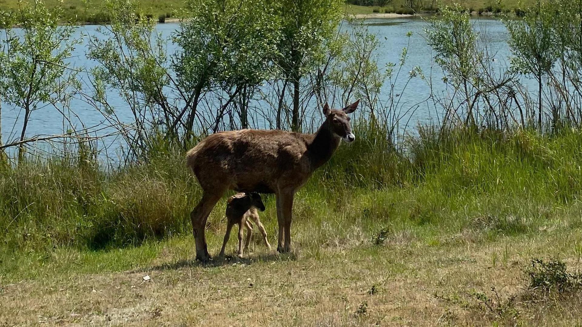 Two white-lipped deers including a small male calf which was recently born at the reserve. They are both standing on a patch of grass near open water.